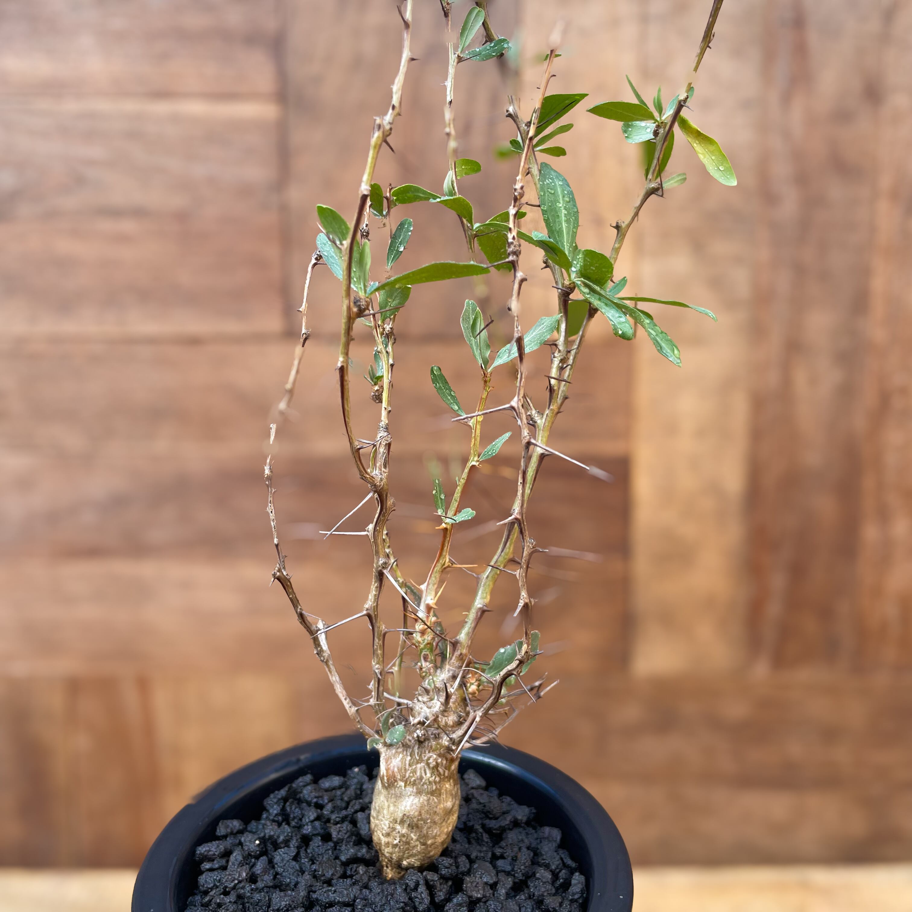 Fouquieria columnaris【フォークイエリア・観峰玉】 | RIMO