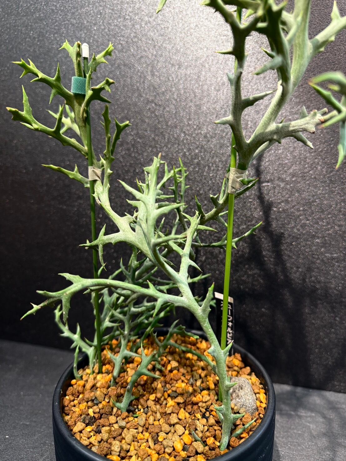 陶器鉢 多肉植物 ユーフォルビア ステノクラーダ PLANCHU 多肉植物