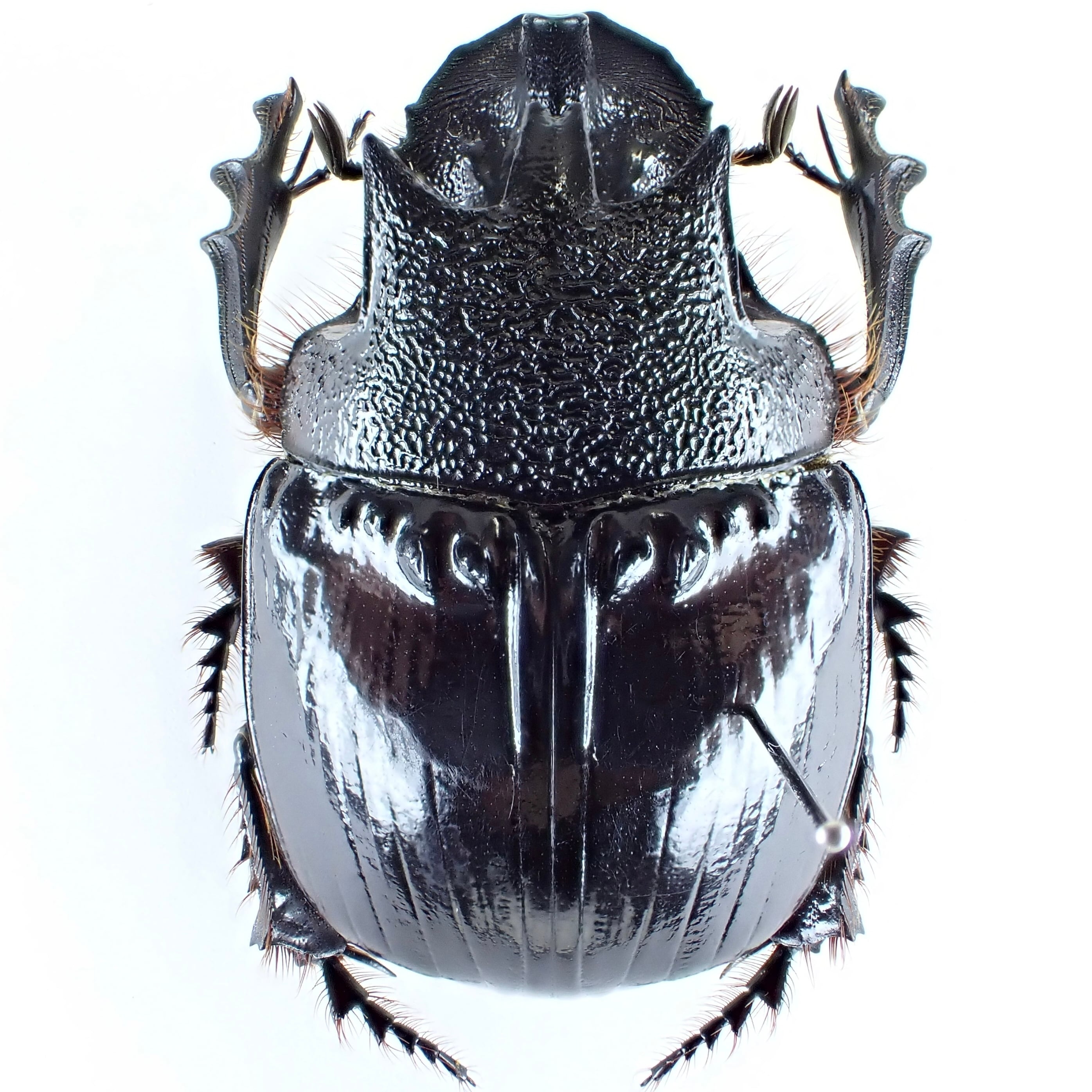 標本 Etiopia Helicopris densissa 35mm エチオピア産 Heliocopris densissa ♂♀ 35mm/38mm | 昆虫標本