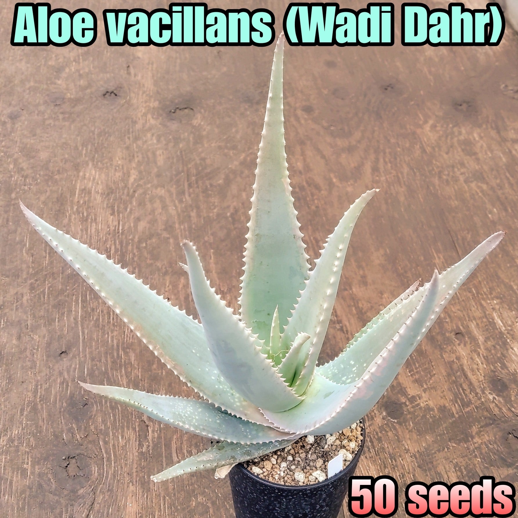 種子/10粒】Hoodia gordonii (CH 2928)/フーディア・ゴルドニー