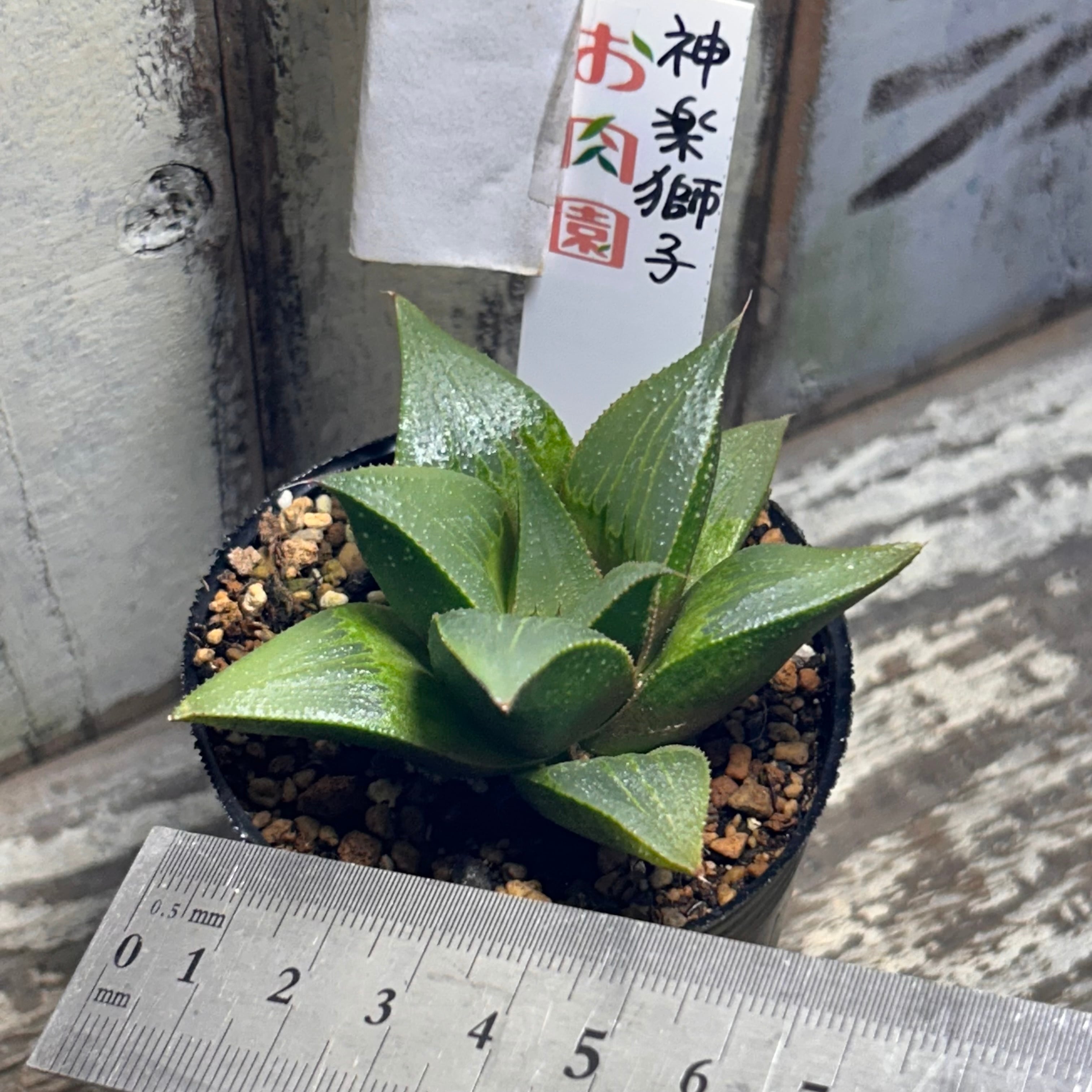 T)神楽獅子 ハオルチア | RuPo 多肉植物専門店