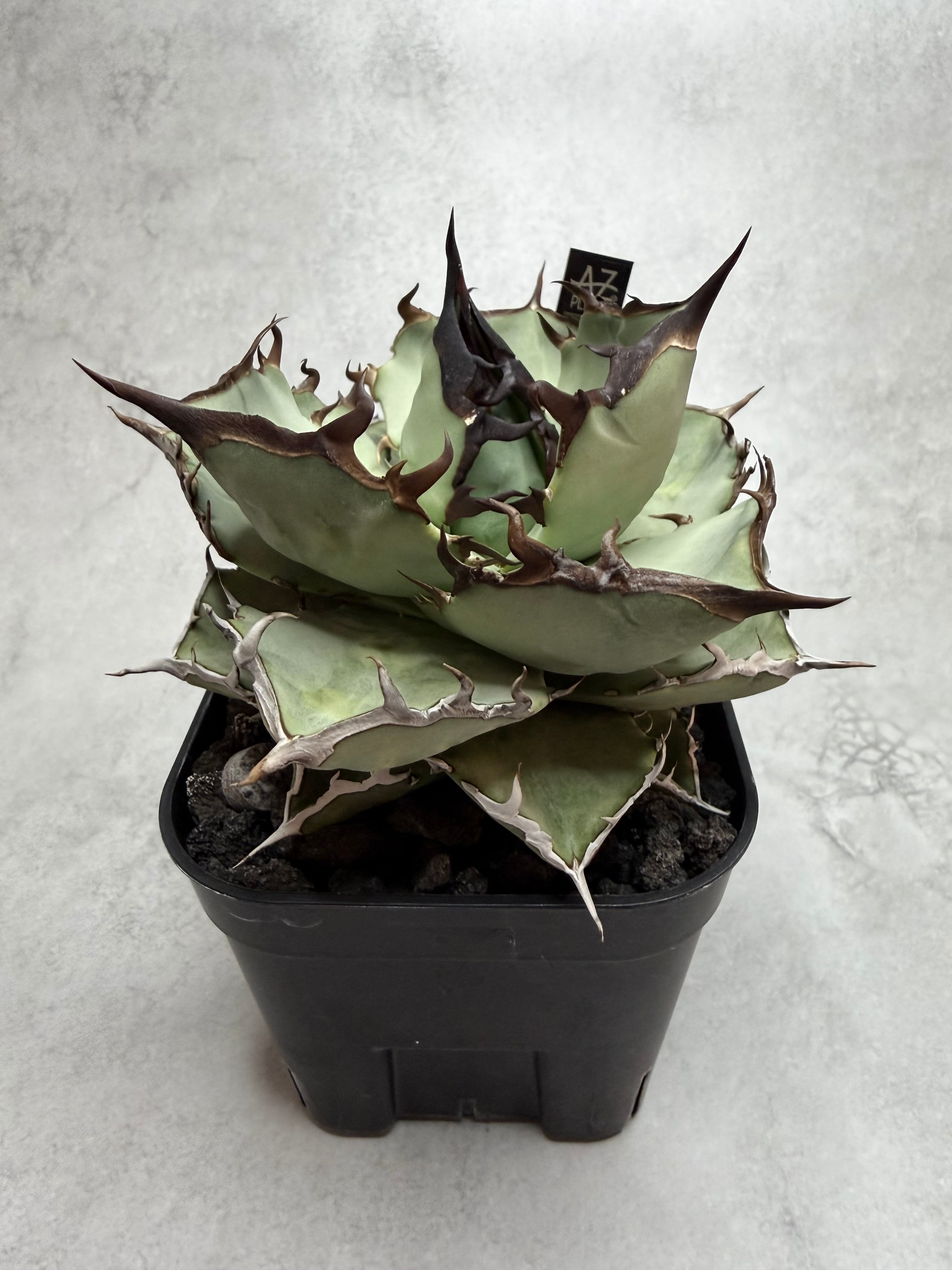 GAMESTONE 黒タグ Agave アガベ 黒盾碑 アガベ Agave | AZ.PLANTS
