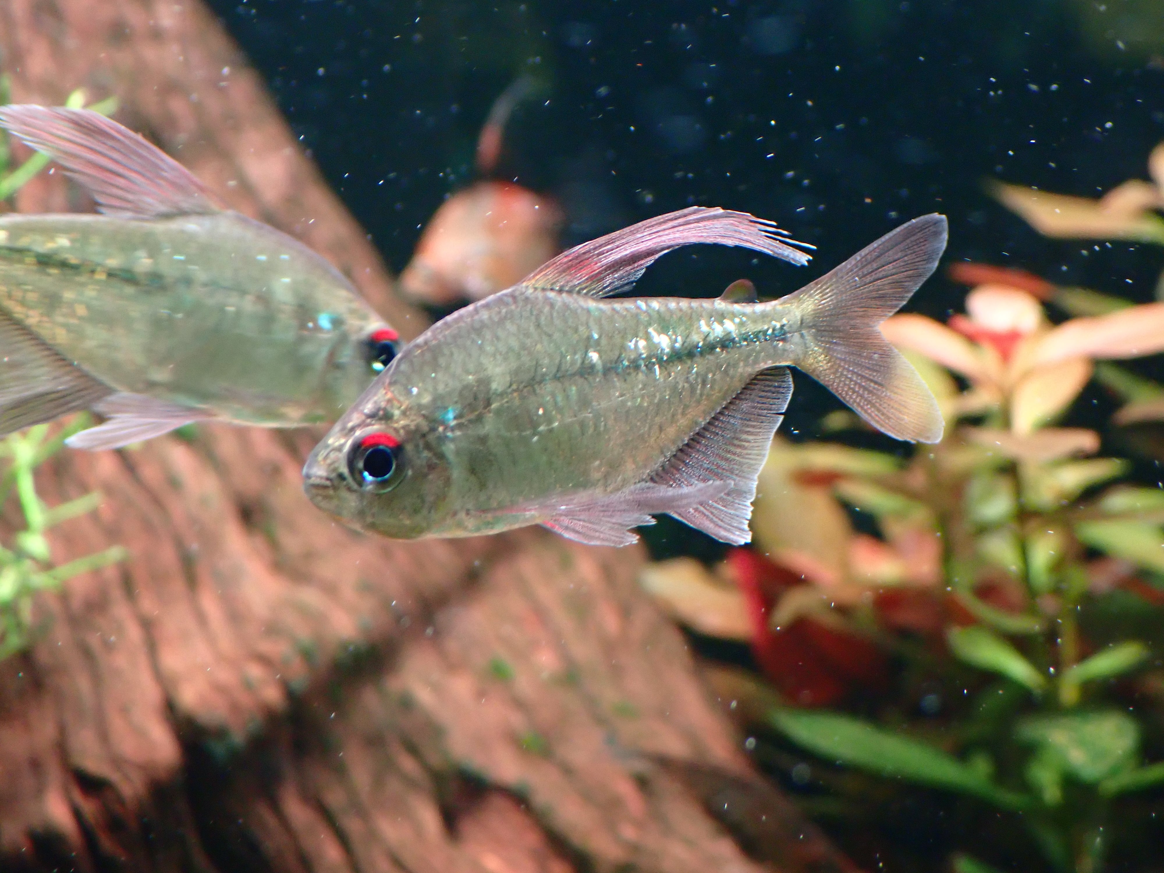 ダイヤモンドテトラXXL