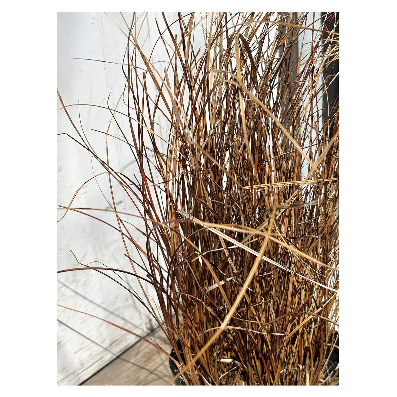 Carex tenuiculmis | Seeding