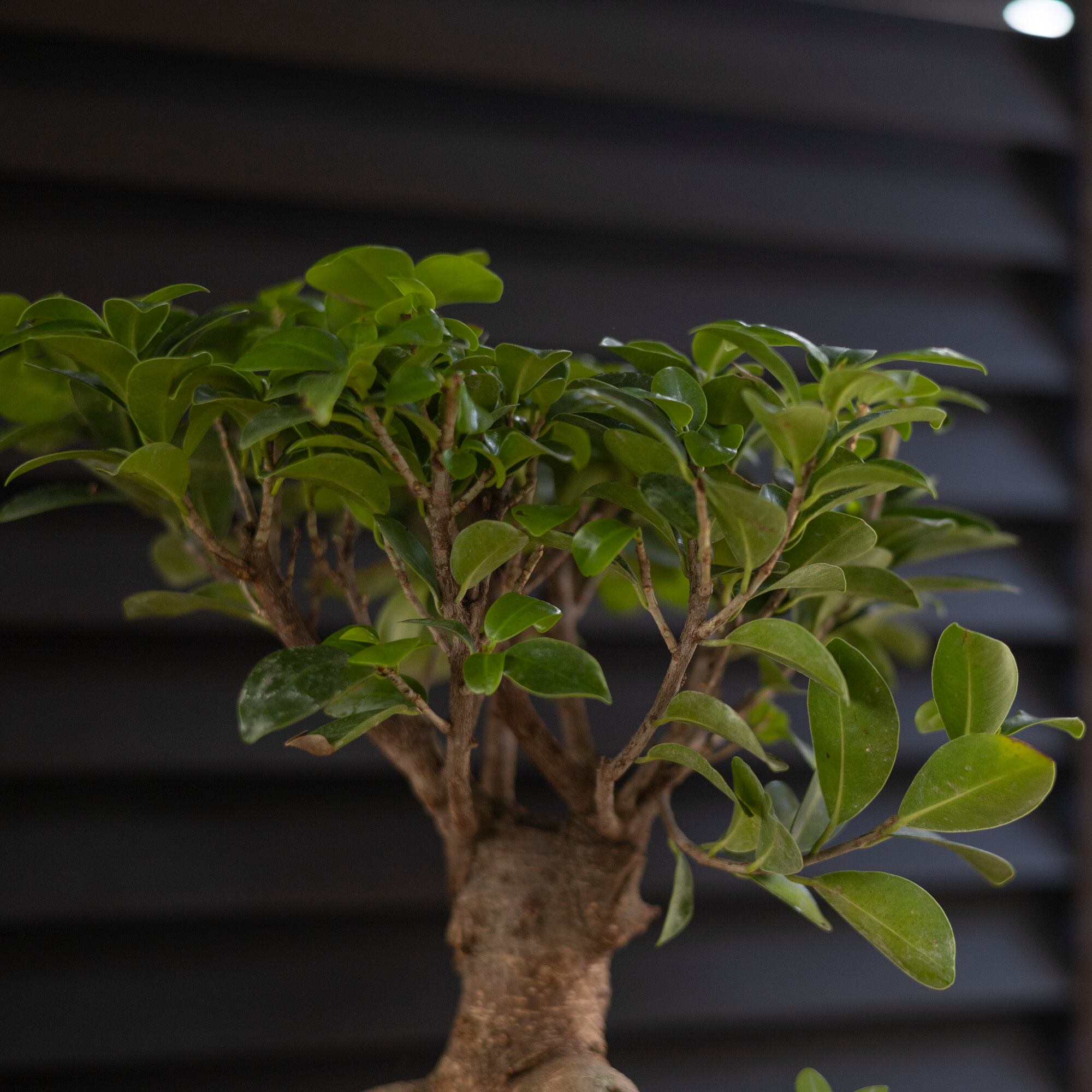 運気UP ガジュマルの木 7号 陶器鉢 ピック付 観葉植物 ガジュマル