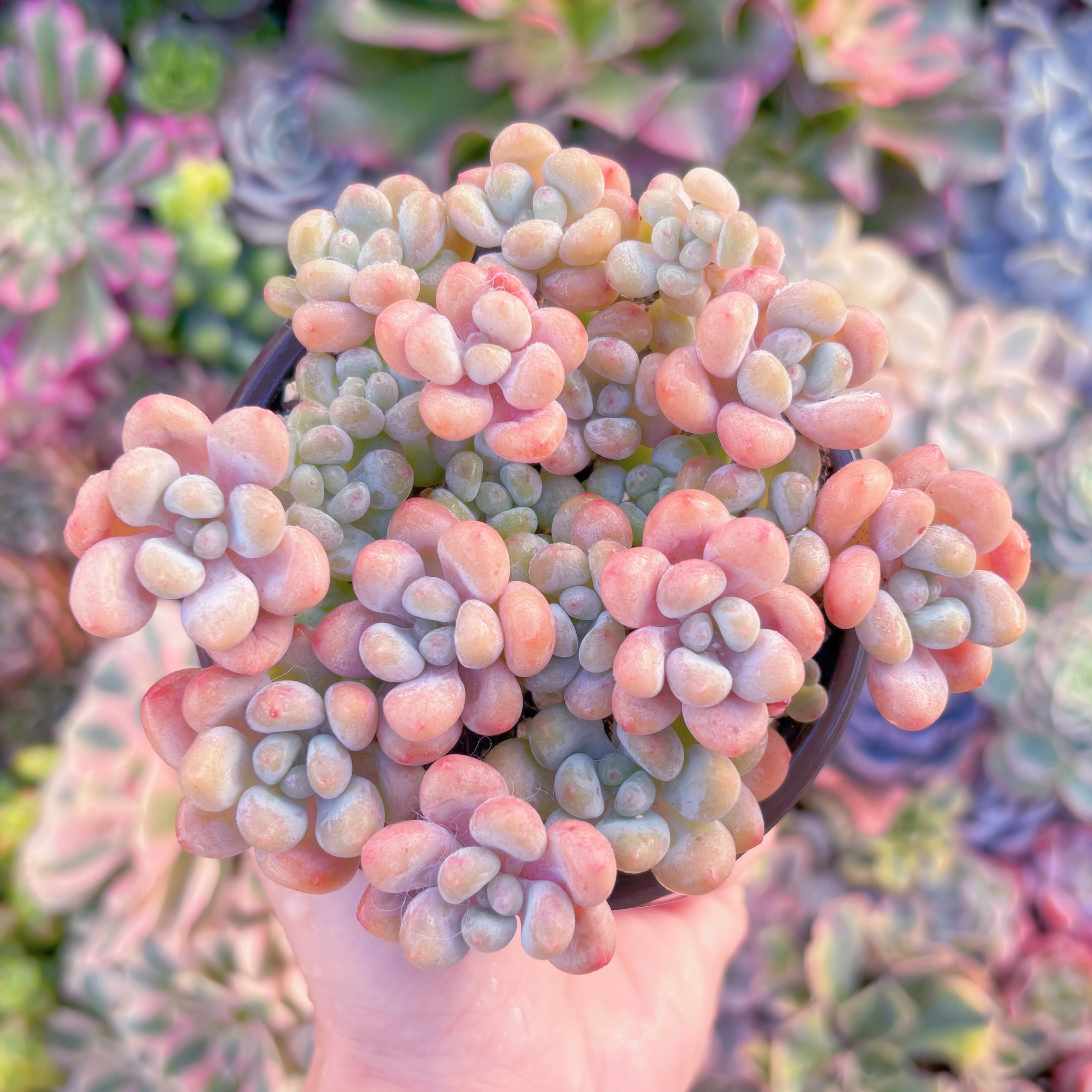 現品　キャビア#545　大群生　新入荷　るる農園