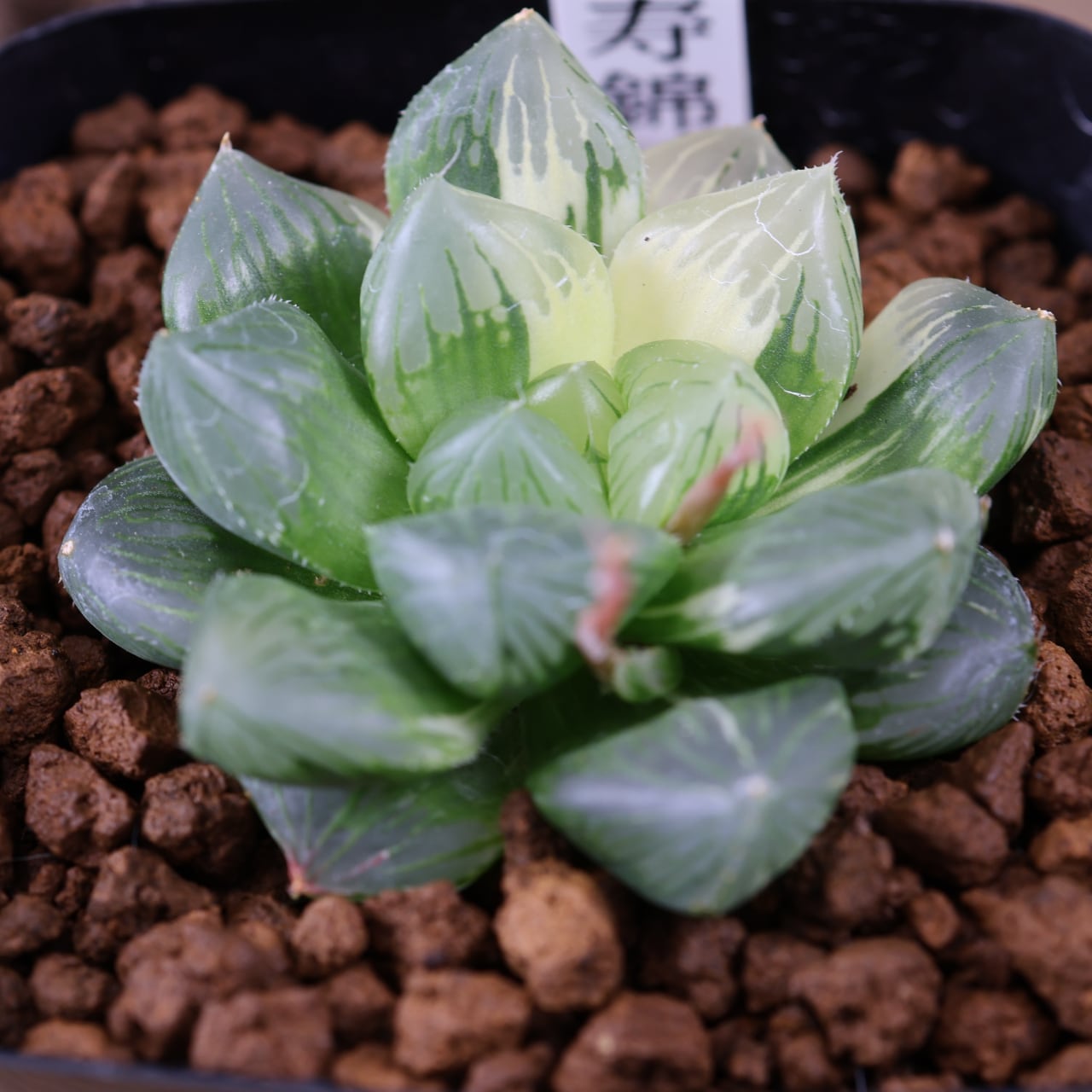 635『ハオルチア 三仙寿錦』観葉植物【送料無料】 | MARX PLANTS