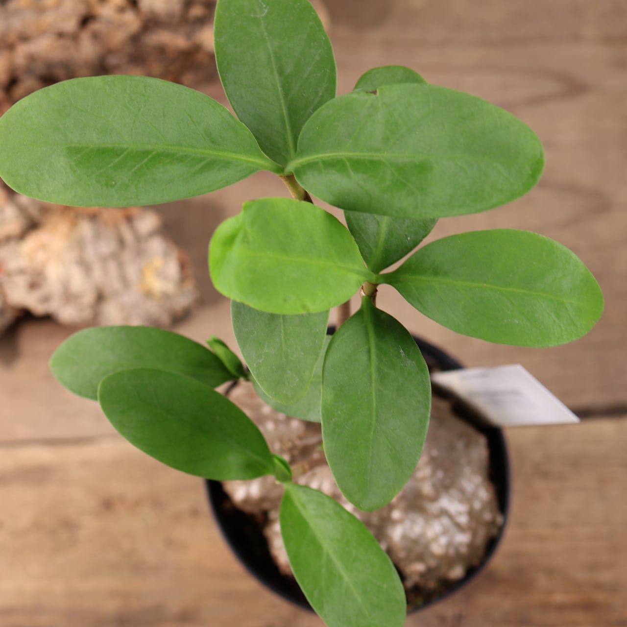 ヒドノフィツム・フォルミカルム 塊根植物 コーデックス 359 アリと