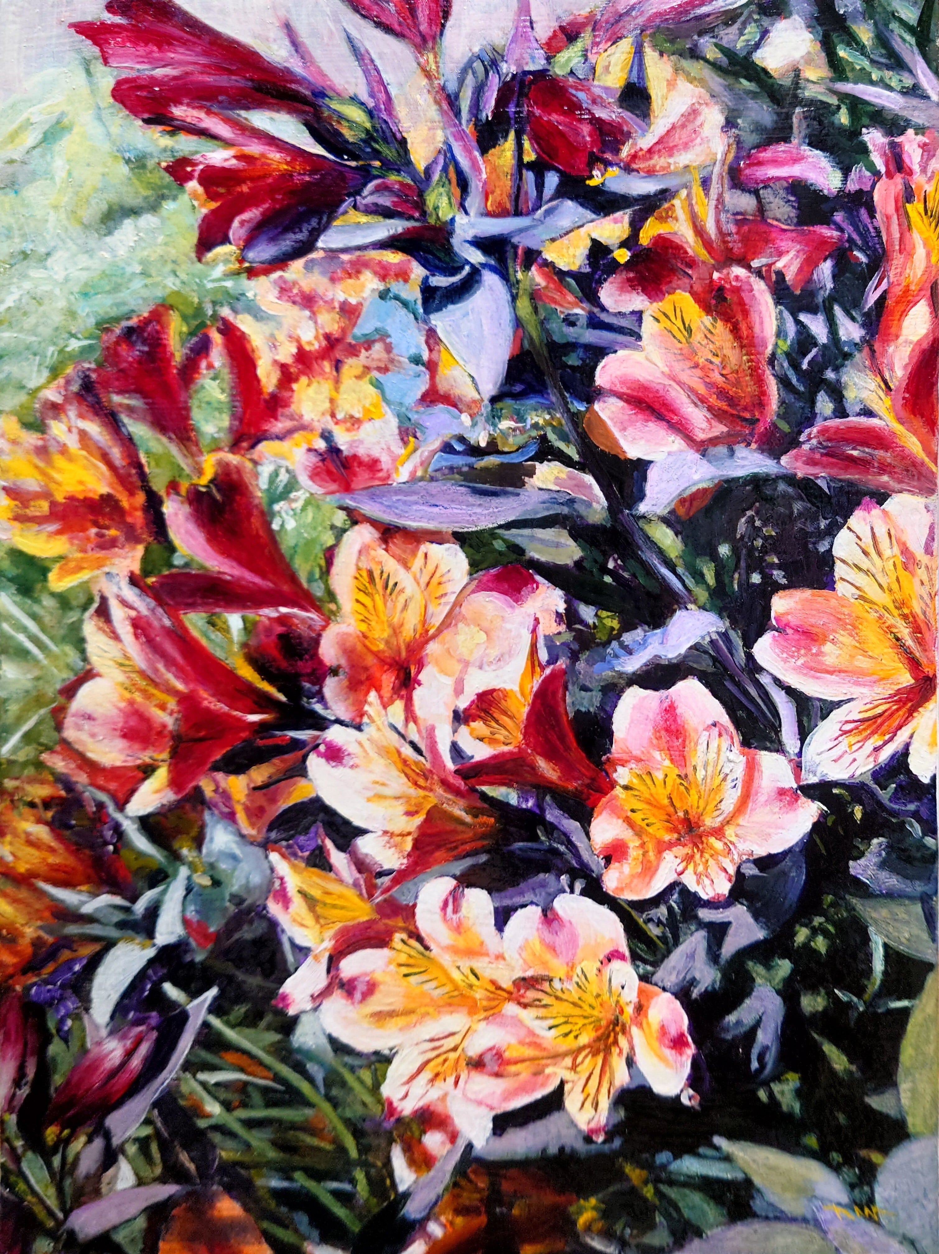 アストロメリア・アウレア 京都植物園にて Alstroemeria aurea, Kyoto