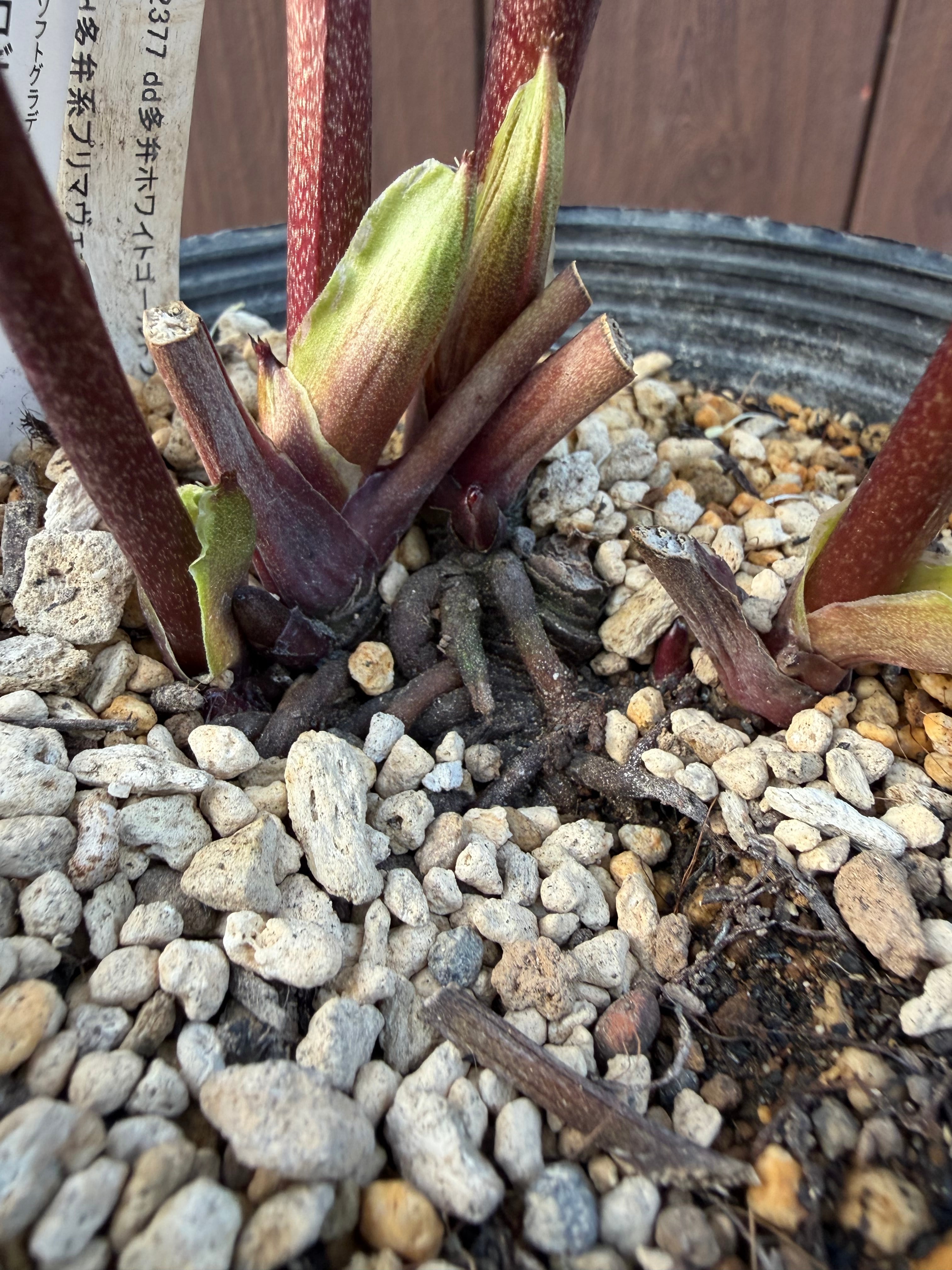 アフロディーテプリマヴェーラ 加藤農園 クリスマスローズ【Ka107