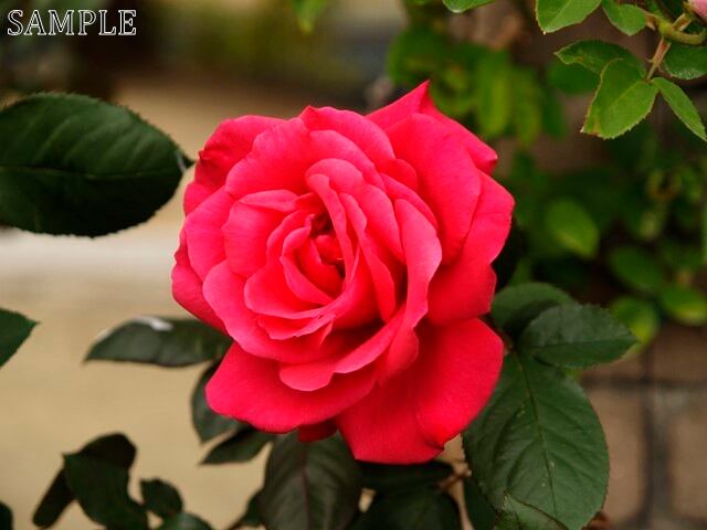 薔薇　レッド ヒロシマ  JPEG