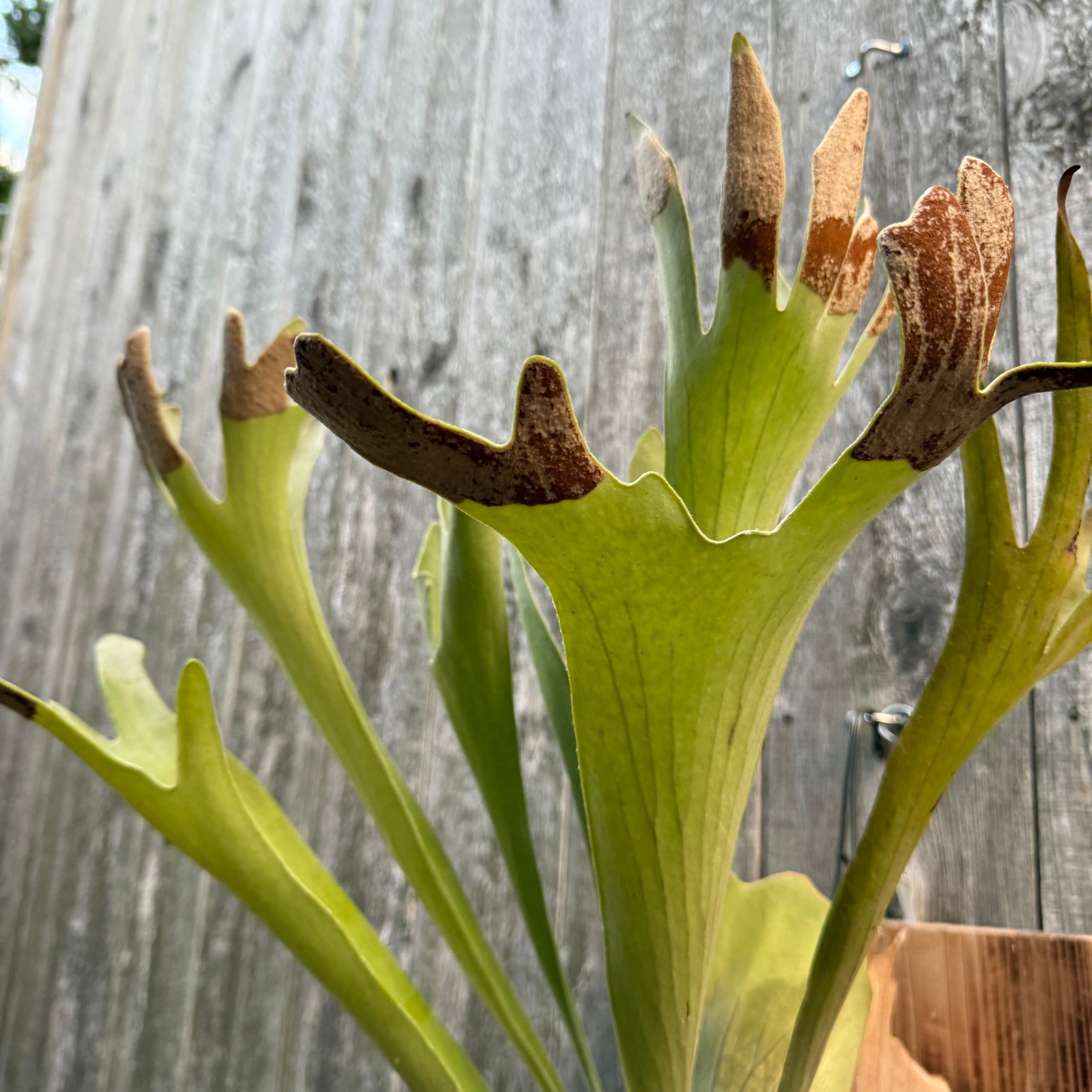 P. Yamata no Orochi (pup) | naturefix