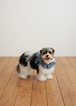 予約【OHDIBS】capeness no.22 _ DOT DENIM