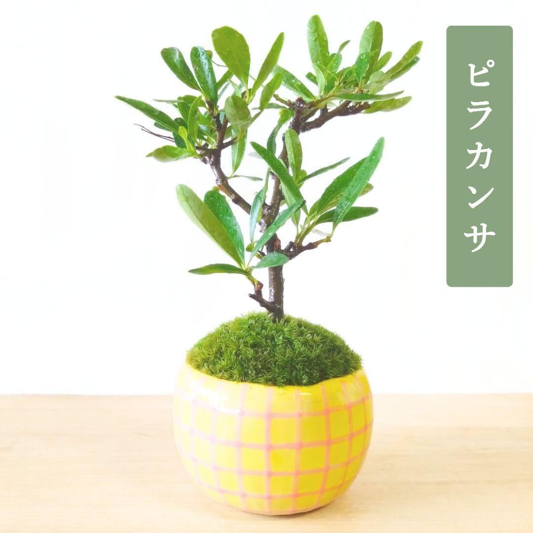 POTOCO 唐楓 カエデ 通天楓 観葉植物 陶器鉢 盆栽 小品盆栽 苔玉 | POTOCO