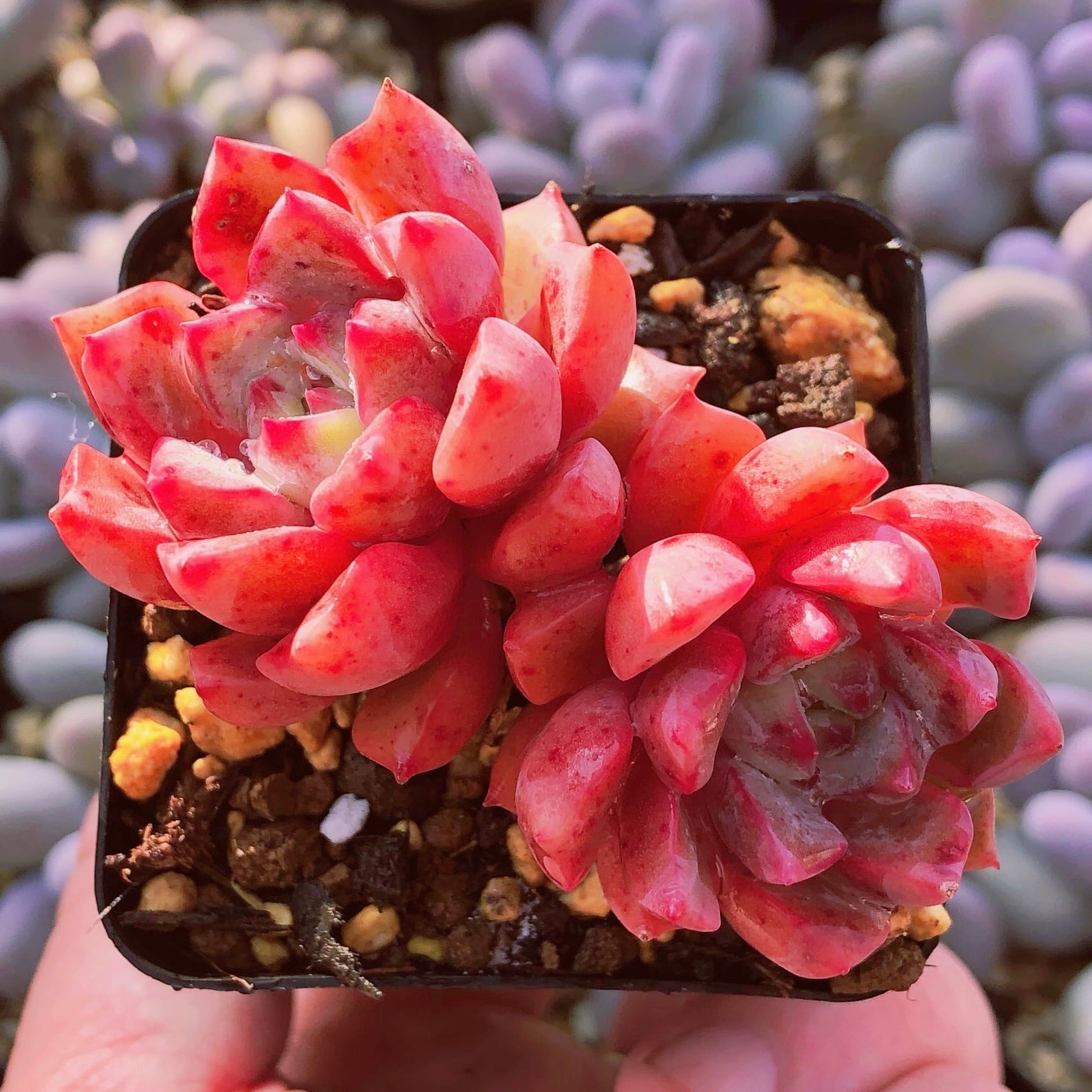 多肉植物　アメジスチヌムxラウ065   2頭群生