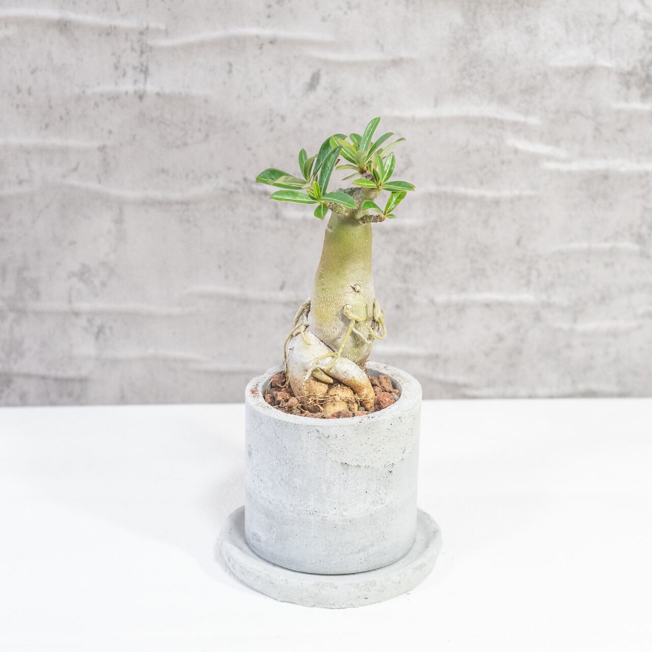 アデニウム・オベスム 幹肌の存在感とやわらかな新芽が映える塊根植物【モルタル鉢】 全国送料一律850円