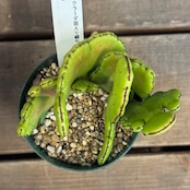 ユーフォルビア オンコクラーダ綴化斑入【319】