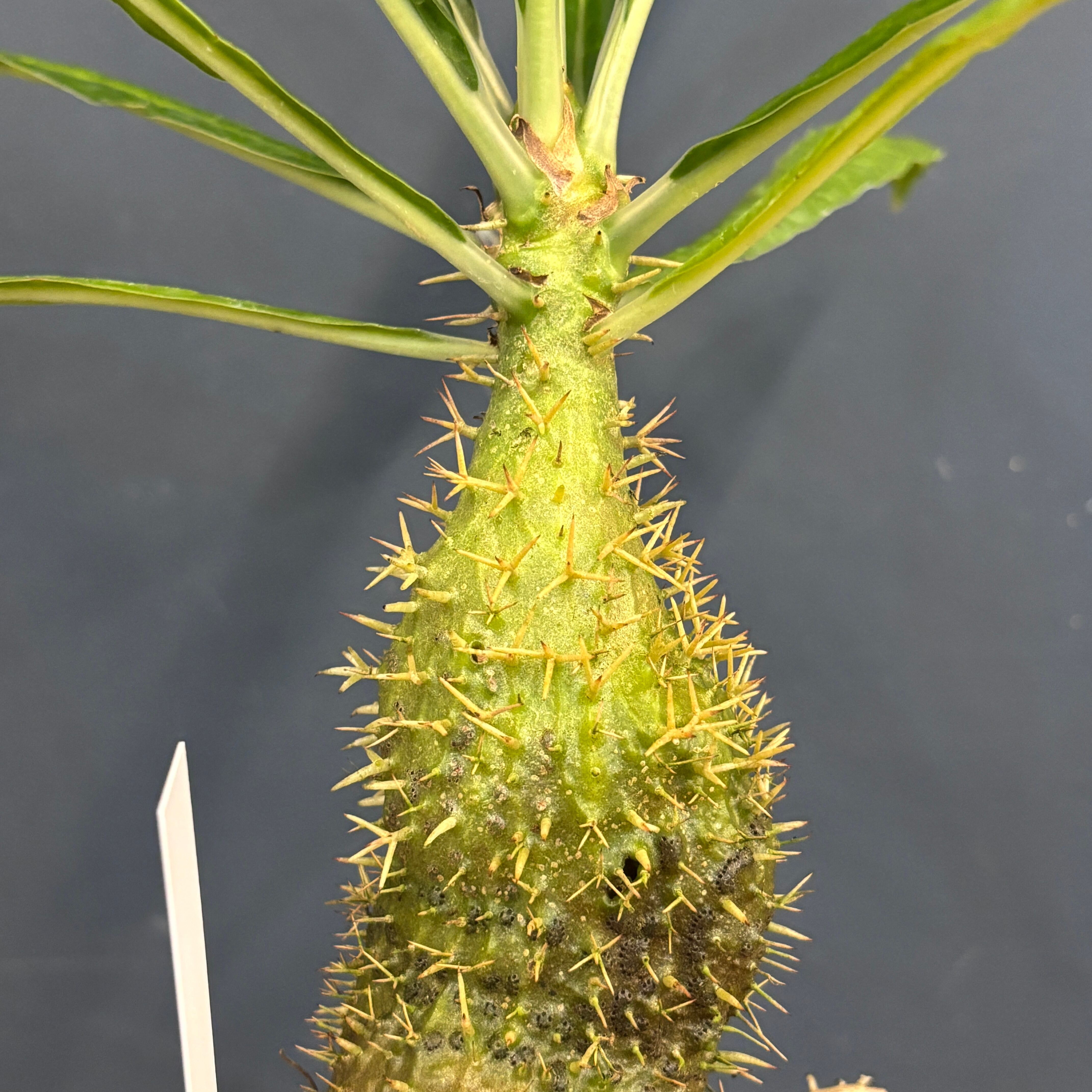 ミルメコディア アラータ myrmecodia alata 実(種子) ミルメコディア アラータ myrmecodia alata 実(種子)