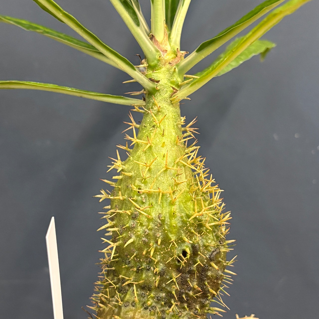 ミルメコディア　alata【261】