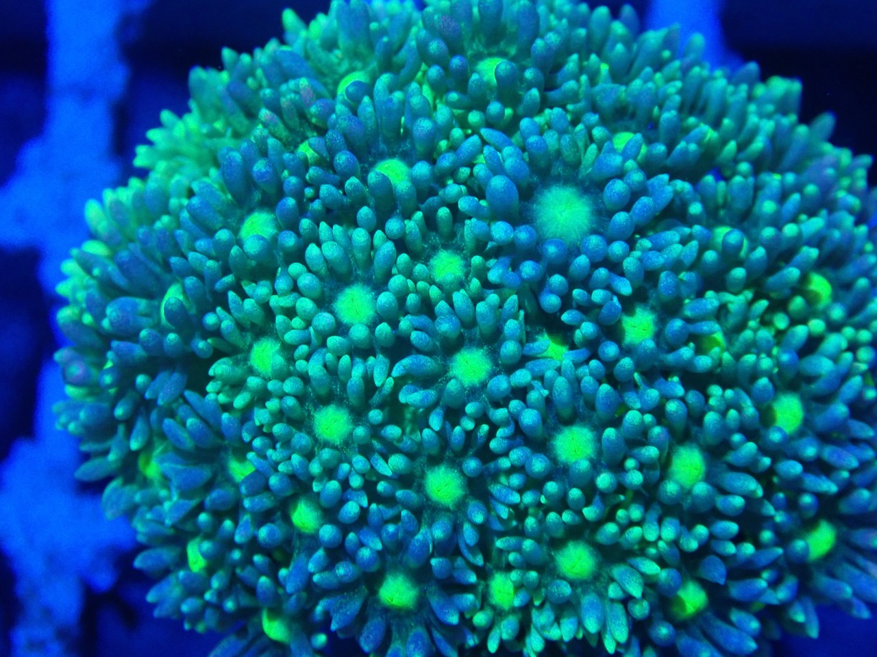 Goniopora FromMakassar