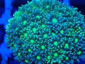 Goniopora FromMakassar