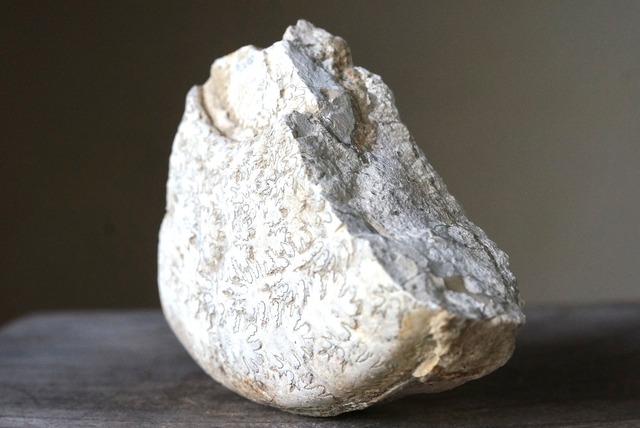 イギリス産アンモナイト化石　 Ammonite Fossil