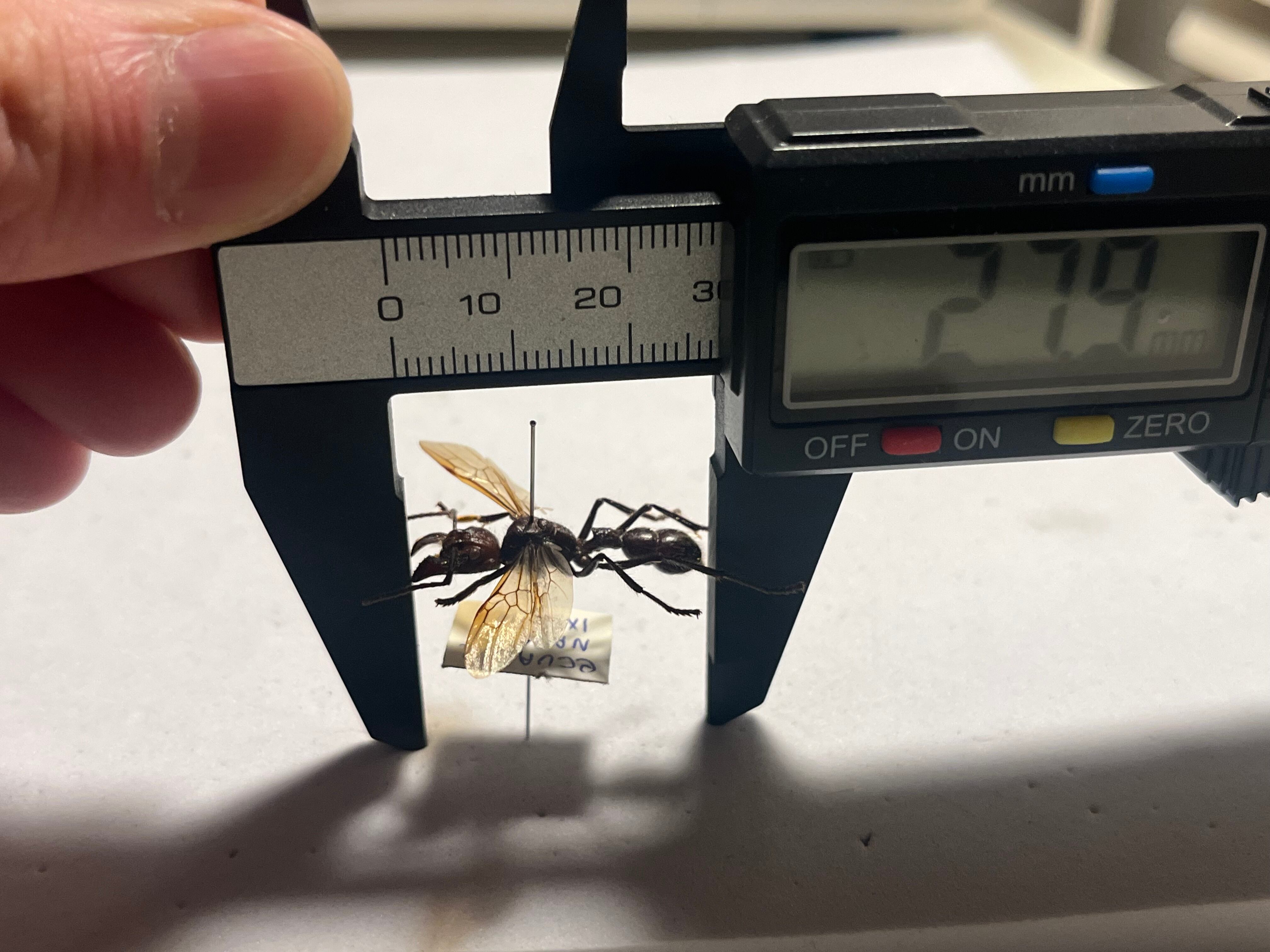 開翅標本】パラポネラ アシナガアリ いきもの大図鑑 蟻 クロオオアリ