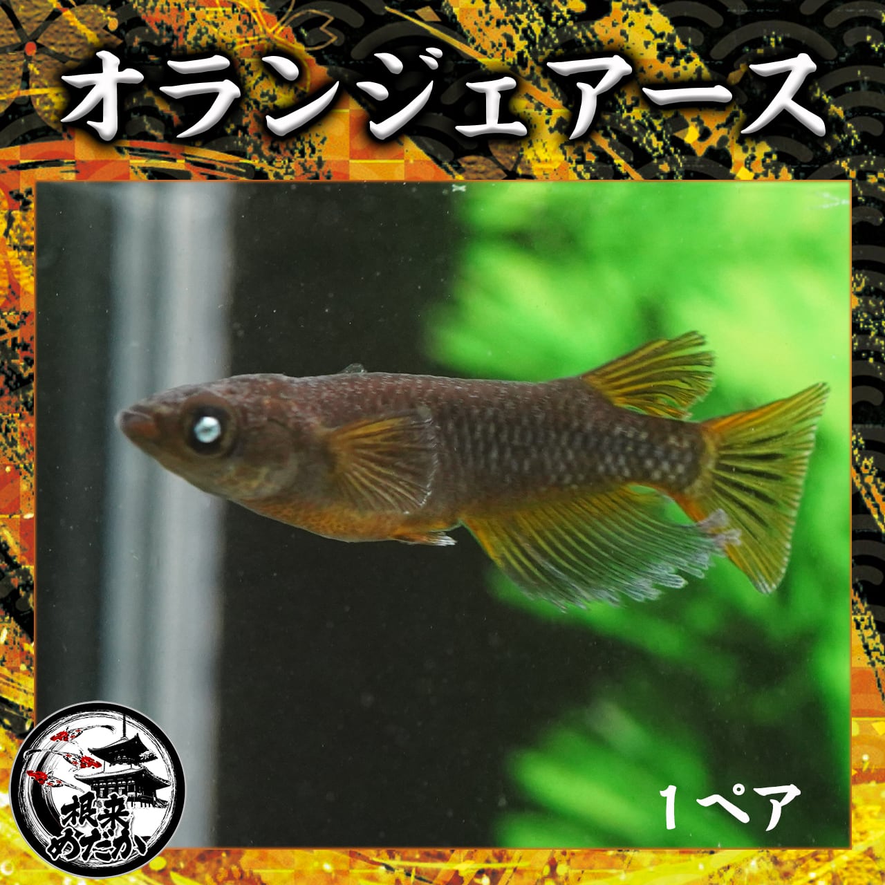 【1ペア】オランジェアースアイ　