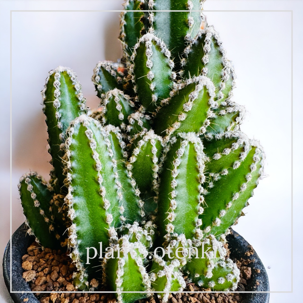 セレウス フェアリーキャッスル サボテン | plantsotenki