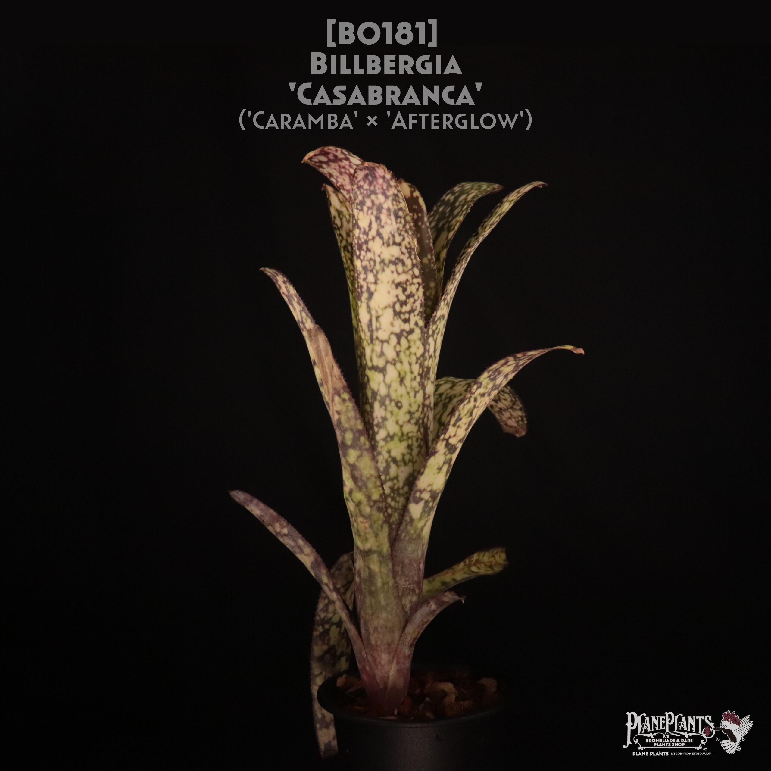 【送料無料】Billbergia 'Casabranca'〔ビルベルギア〕現品発送B0181