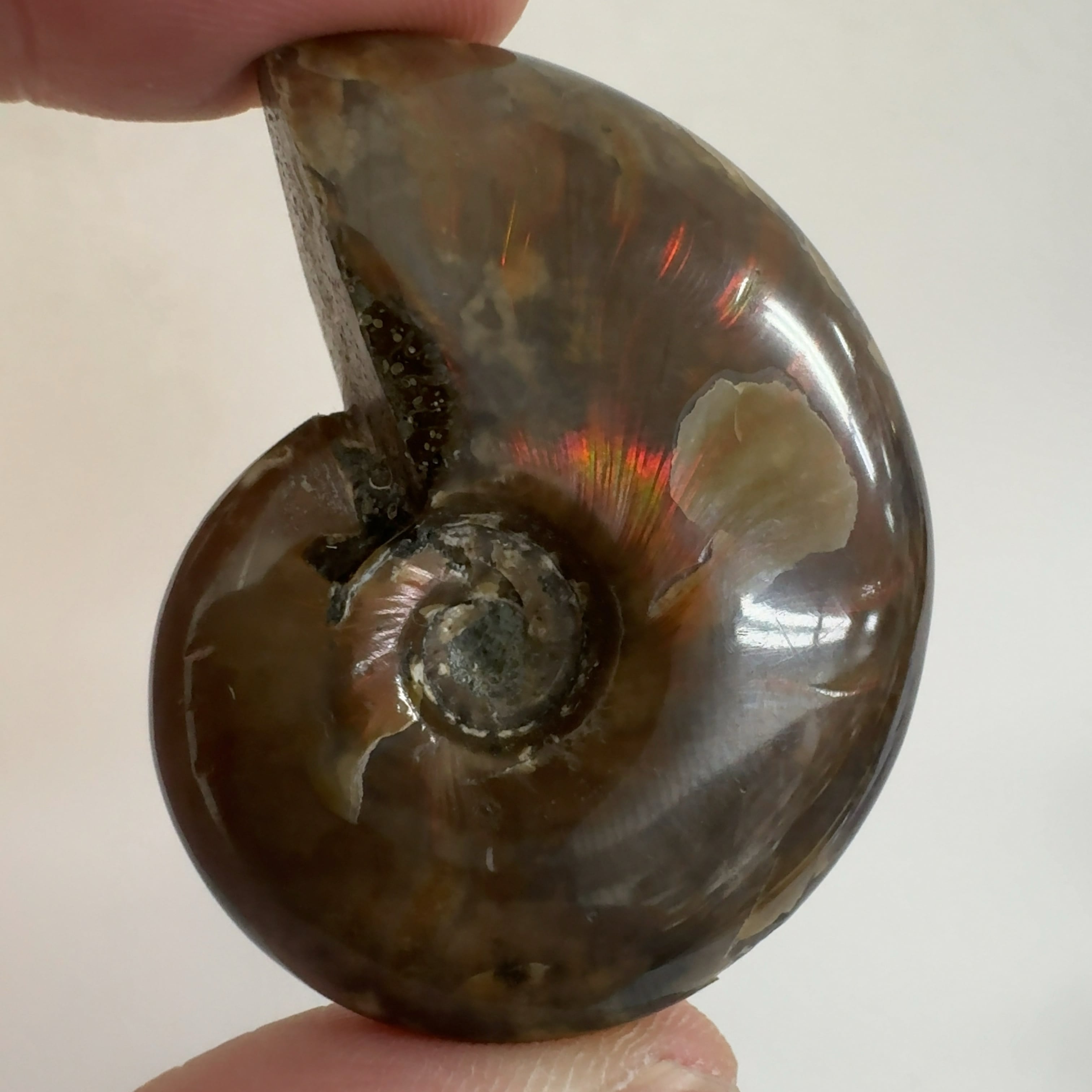 化石]アンモナイト（菊石） | クリスタル・ワールド御徒町店