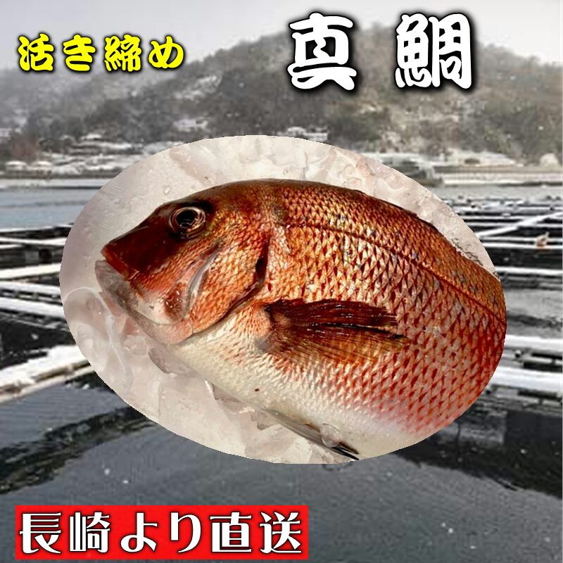 お刺身用、巨大「天然真鯛　1尾、3-5kg」隠岐島産、とれたて直送!! 淡路島産天然マダイ（お刺身・たいしゃぶ・真鯛・タイ・たい