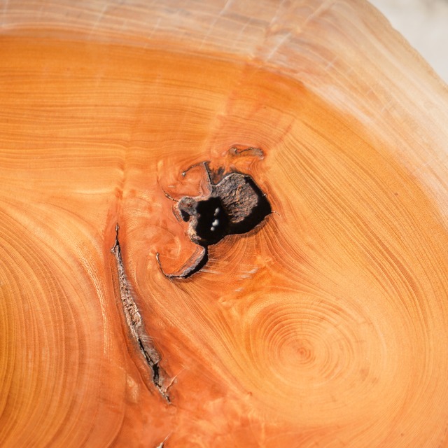 欅の輪切り ちょこっとコーヒーテーブル②（高さ・カラー変更無料）