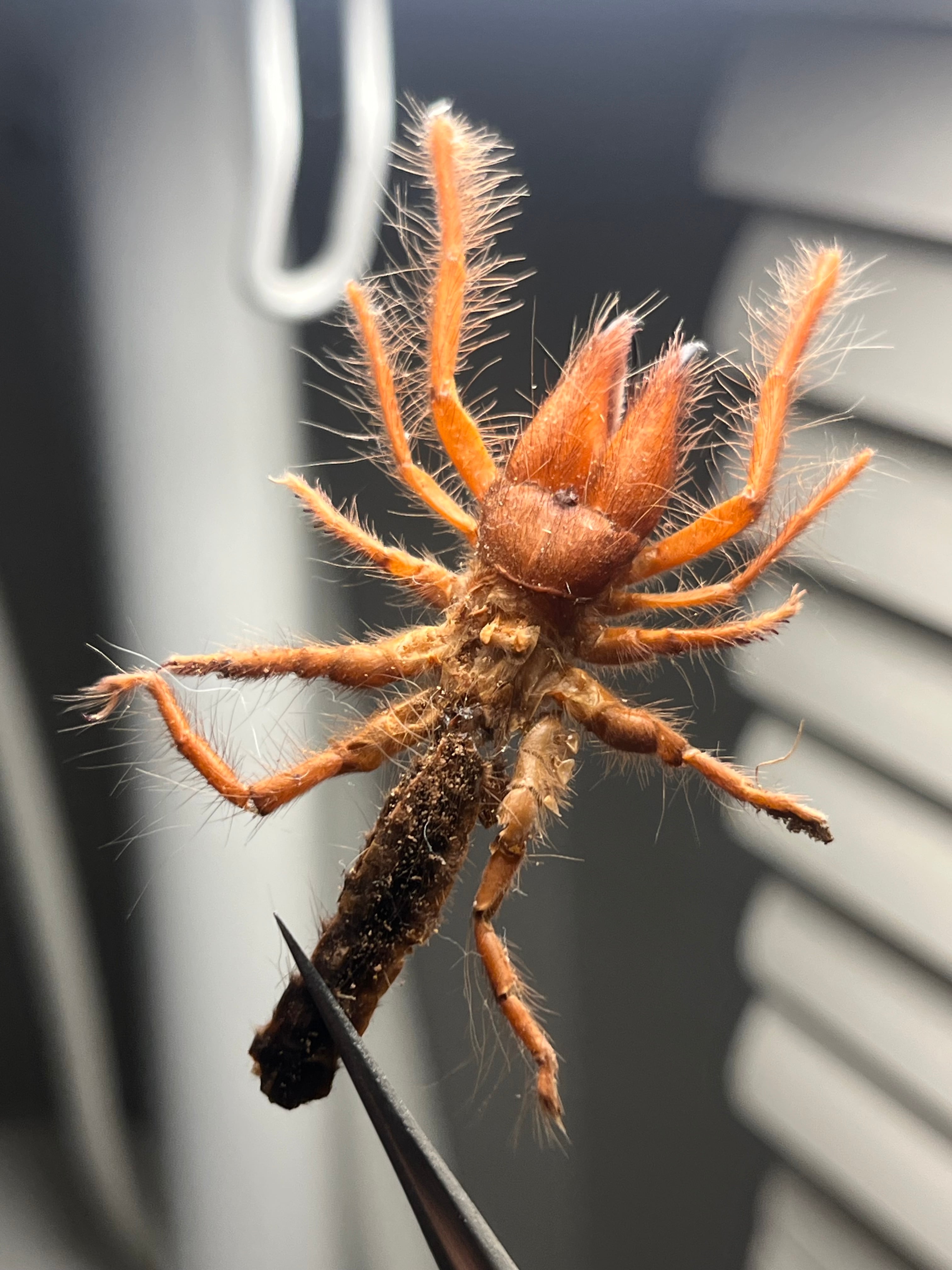 ヒヨケムシ | オモニキチュウ