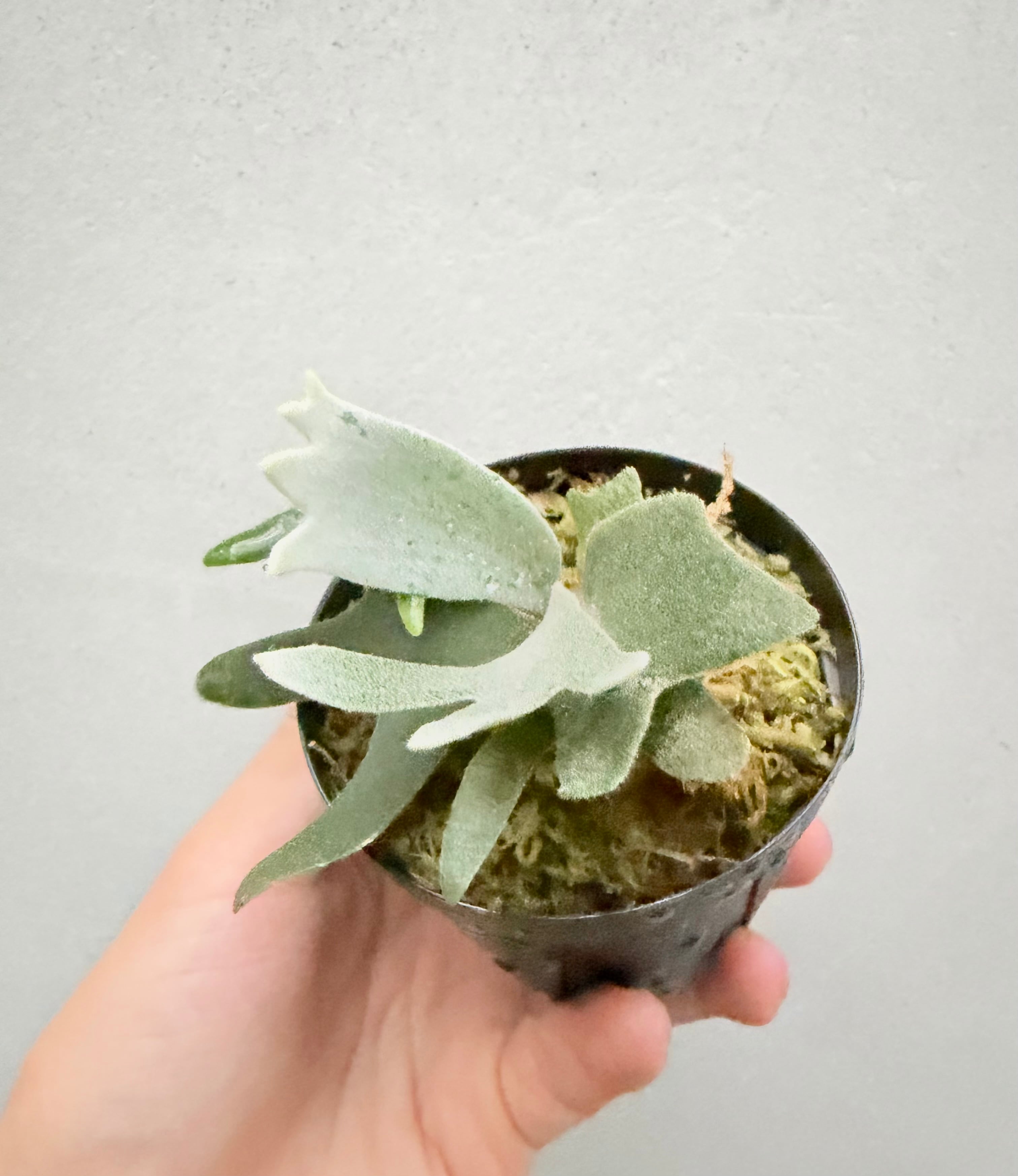 c) P. willinckii 'Mew' x P. willinckii 'Snow' ⑤ ビカクシダ