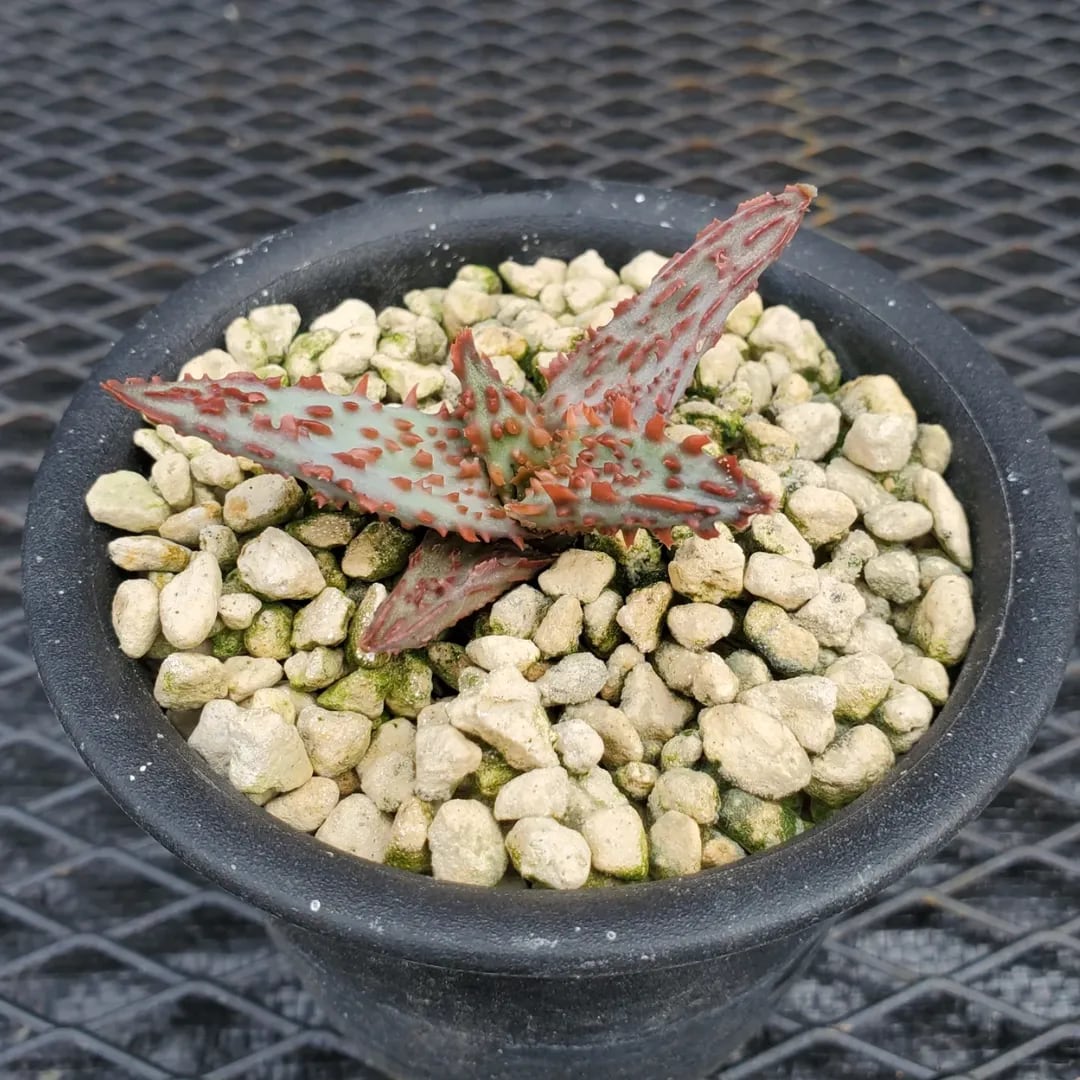 F00574_Aloe 'Glorious Dragon'（TCT）：アロエ・グロリアスドラゴン