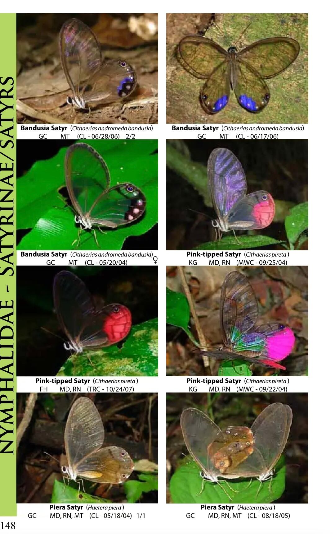傑作】蝶図鑑 ブラジルの南アマゾン モルフォ蝶 チョウスカシジャノメ