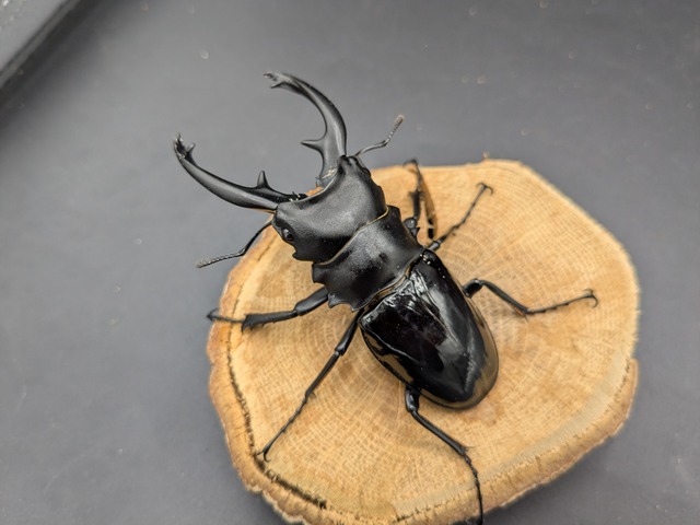 WDインターメディアツヤ　♂88ｍｍ♀フリー