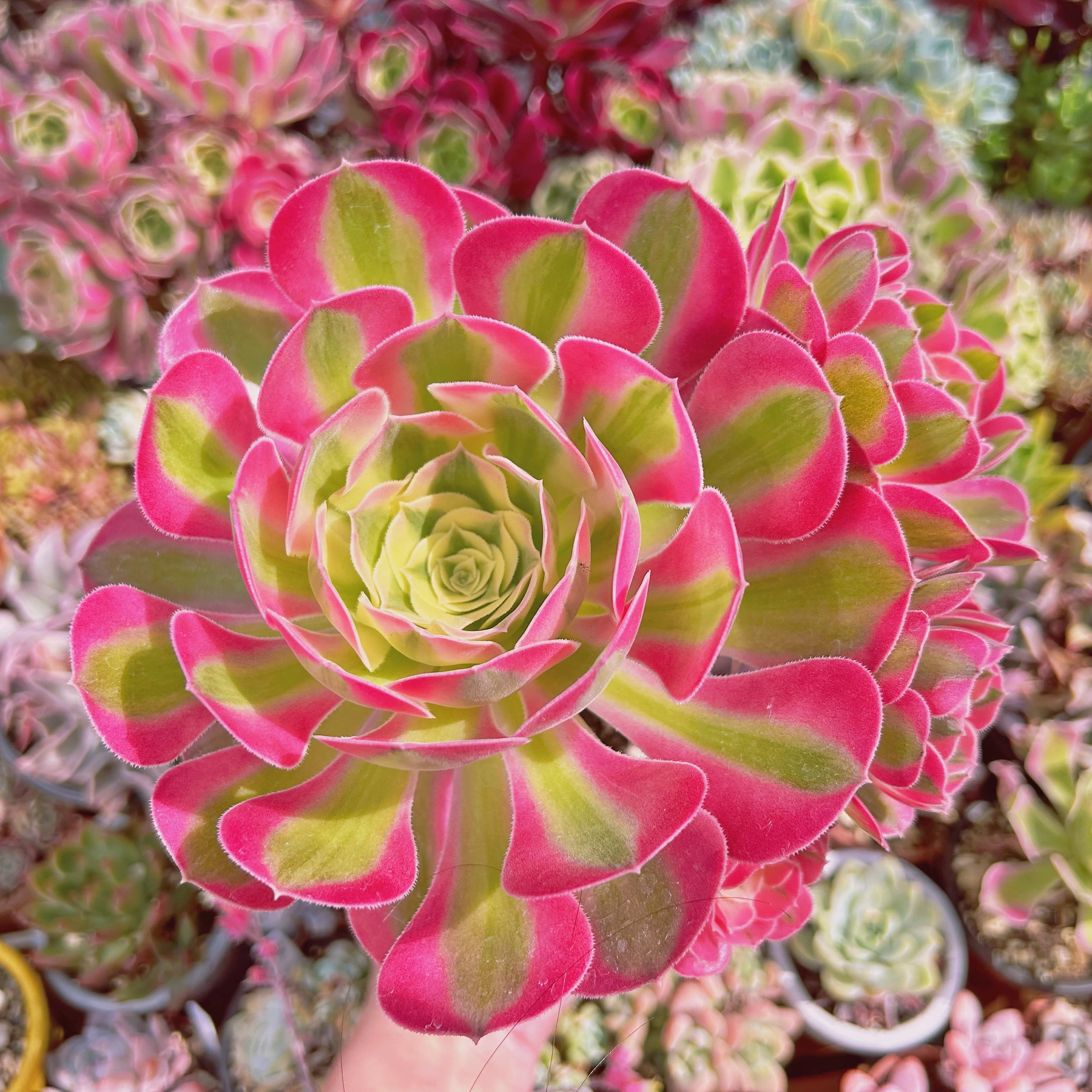 #1001現物　多肉植物　アフラダイティ　特大　抜き苗