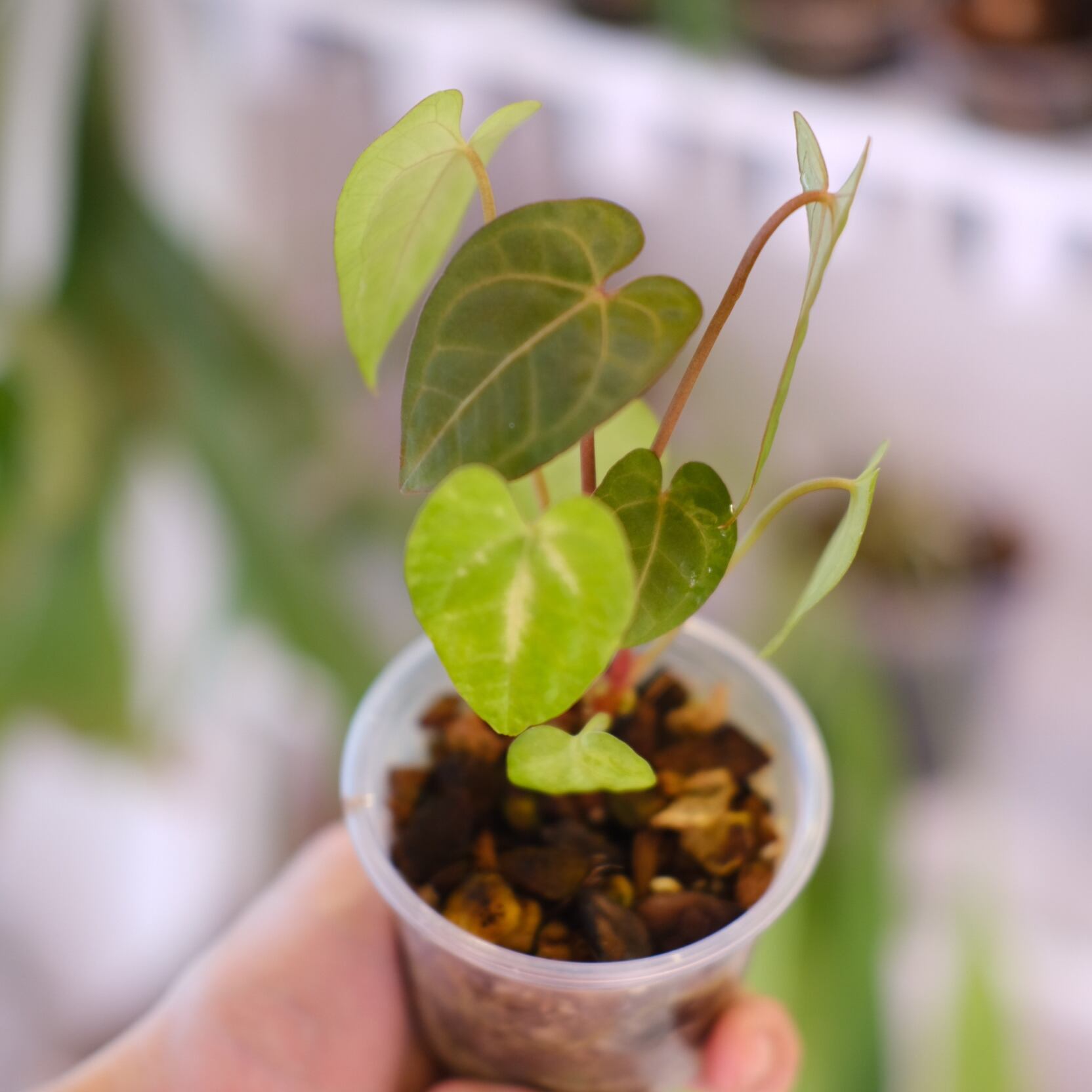 Anthurium Ace of Spades｜アンスリウム エース オブ スペード⑨│観葉