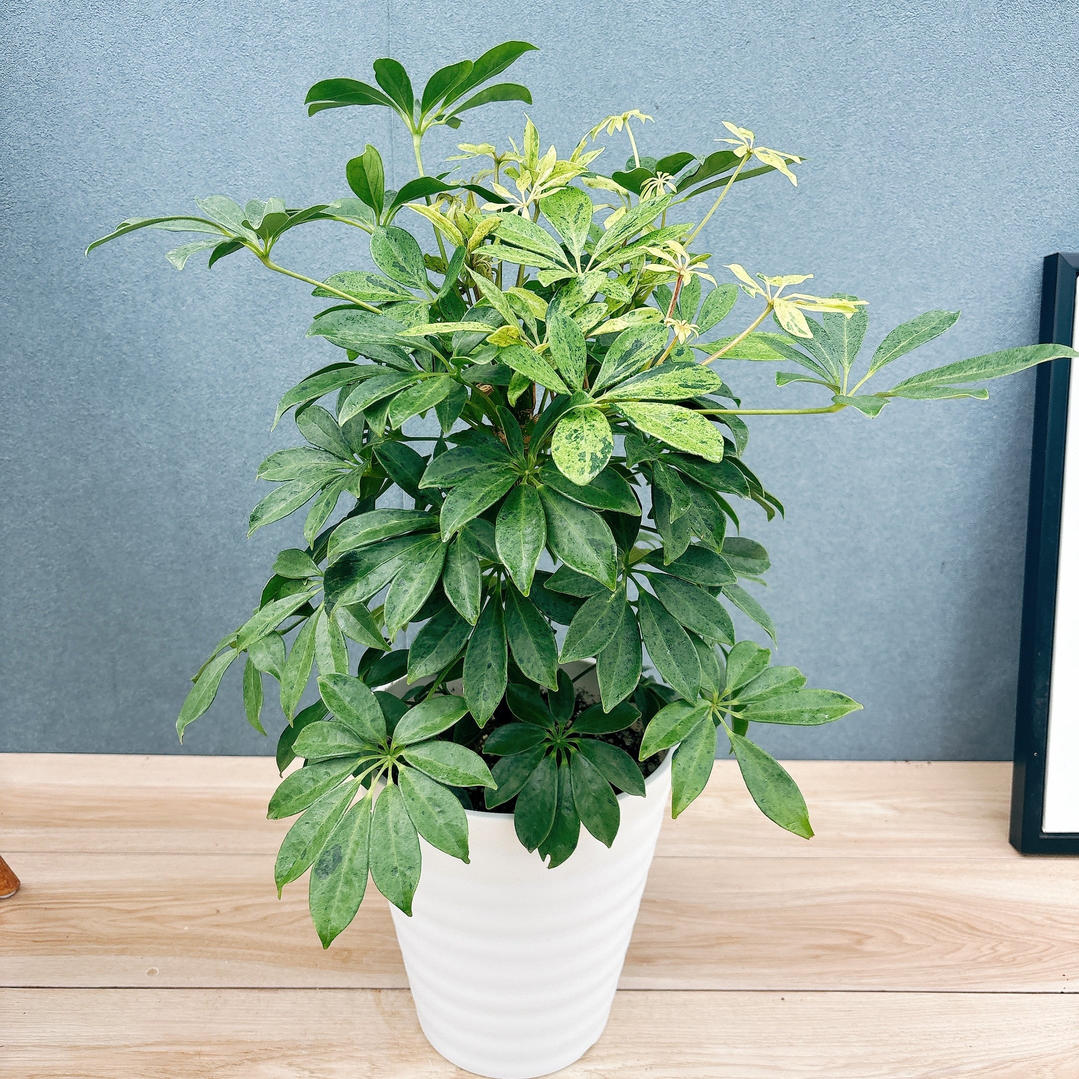 現品］【希少】☆初出品☆ 92番 シェフレラ アナ 7号 観葉植物 室内