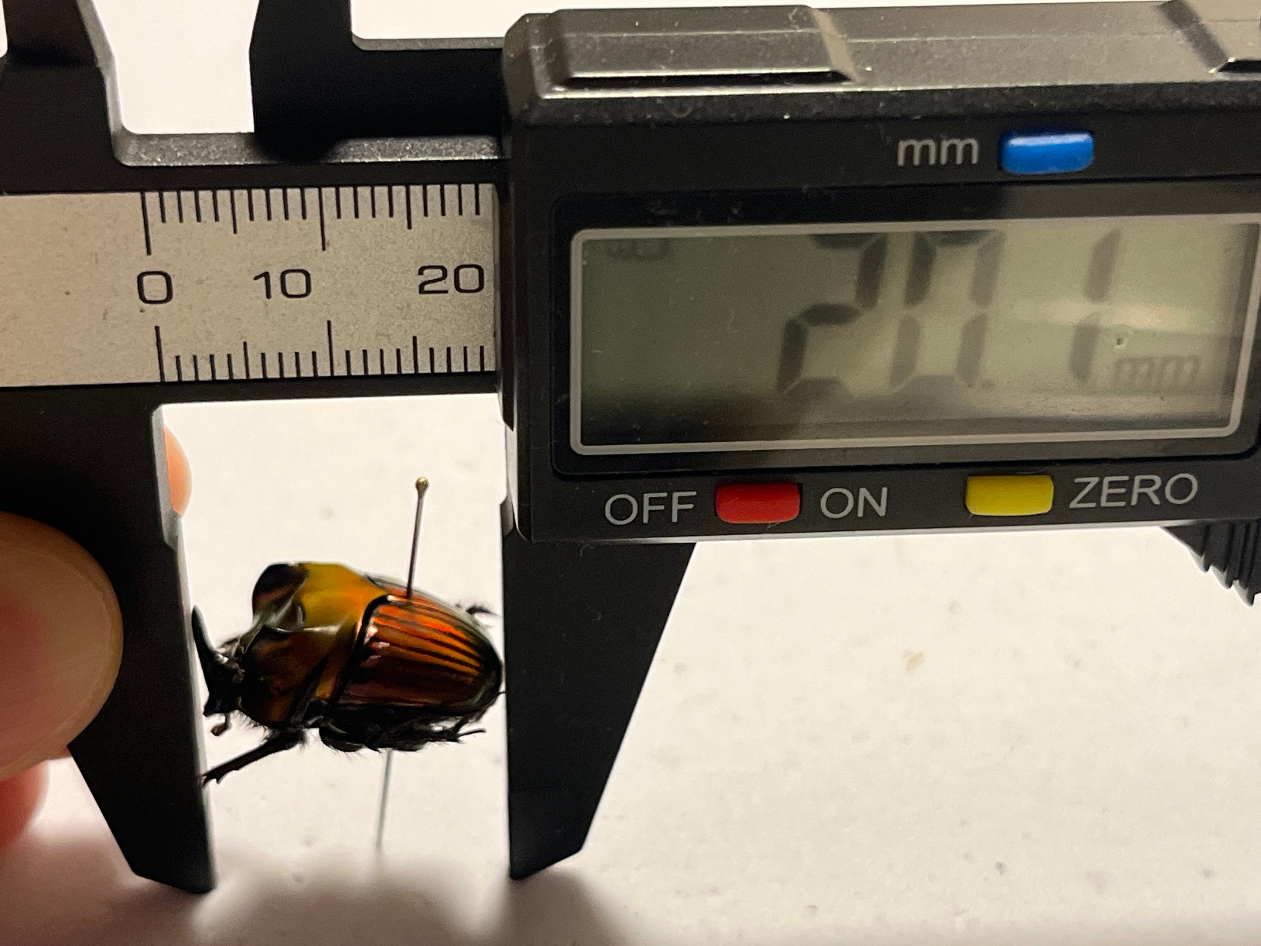 極美真紅】アカツヤダイコクコガネ フンチュウ糞虫昆虫標本甲虫