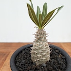 Pachypodium Gracilius【パキポディウム・グラキリス・実生】