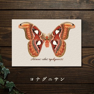 【みなみあすか】虫の翅立体カード「ヨナグニサン」