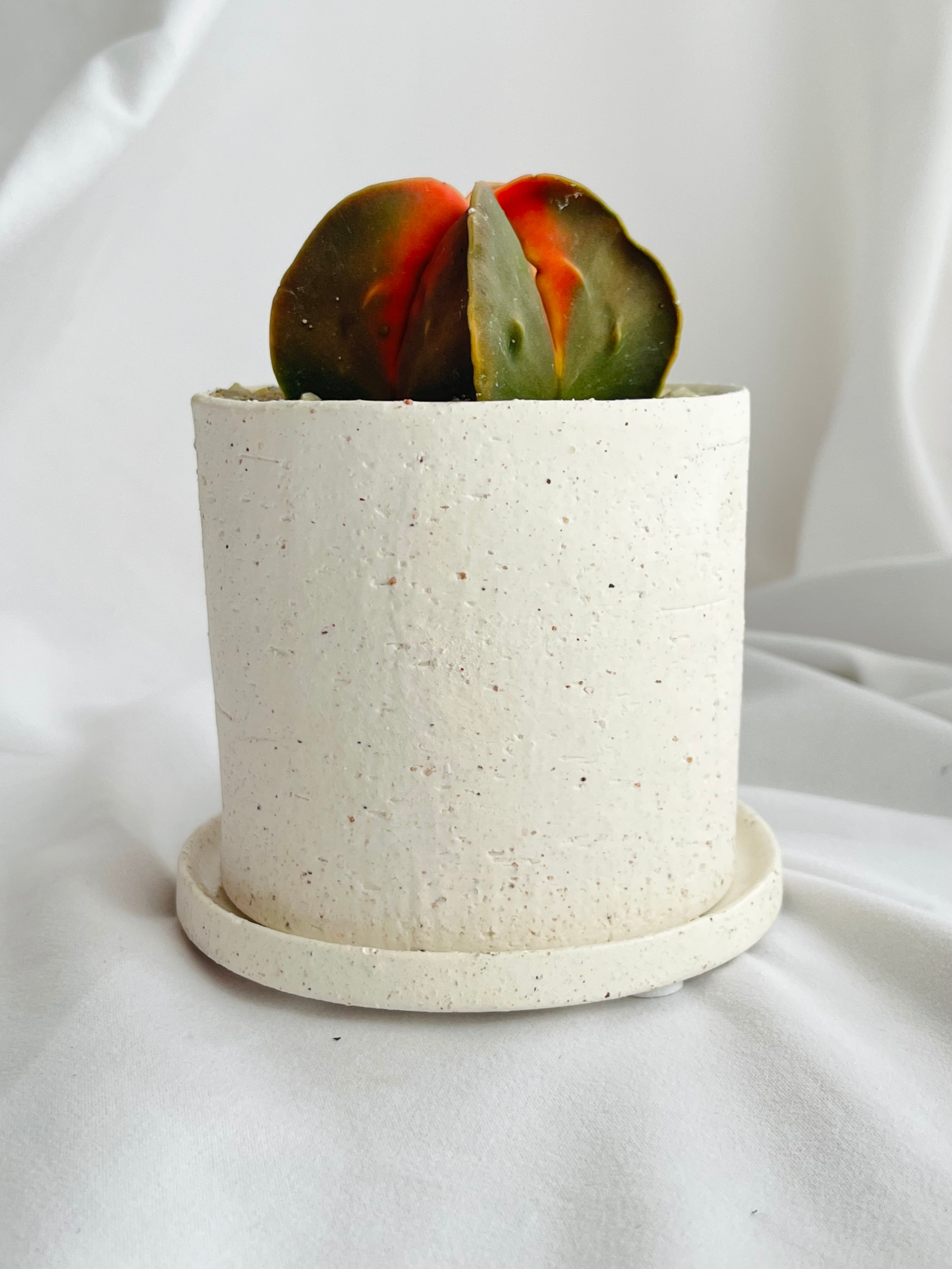 Astrophytum myriostigma アストロフィツム 紅葉ヘキラン 紅葉碧瑠璃