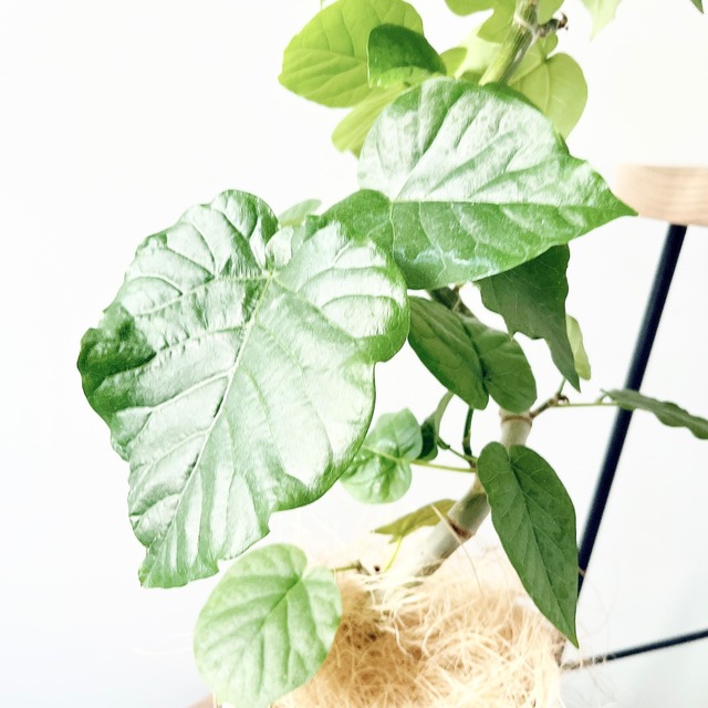 《人気商品》フィカス ウンベラータ 曲がり 観葉植物 calm cafe 55