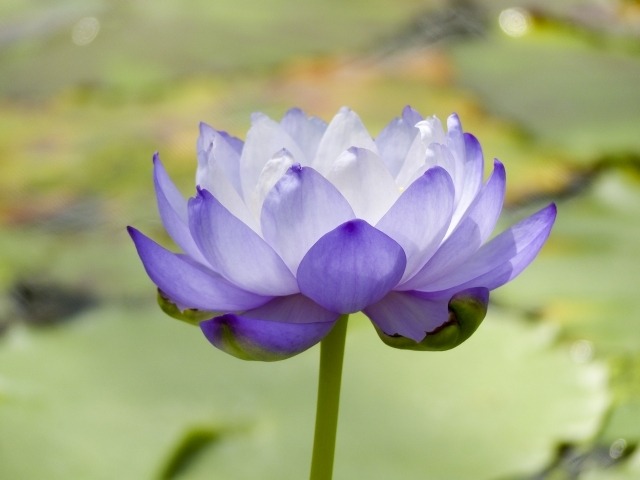 クァンインズ・ラベンダーフレイム・ヒーリング