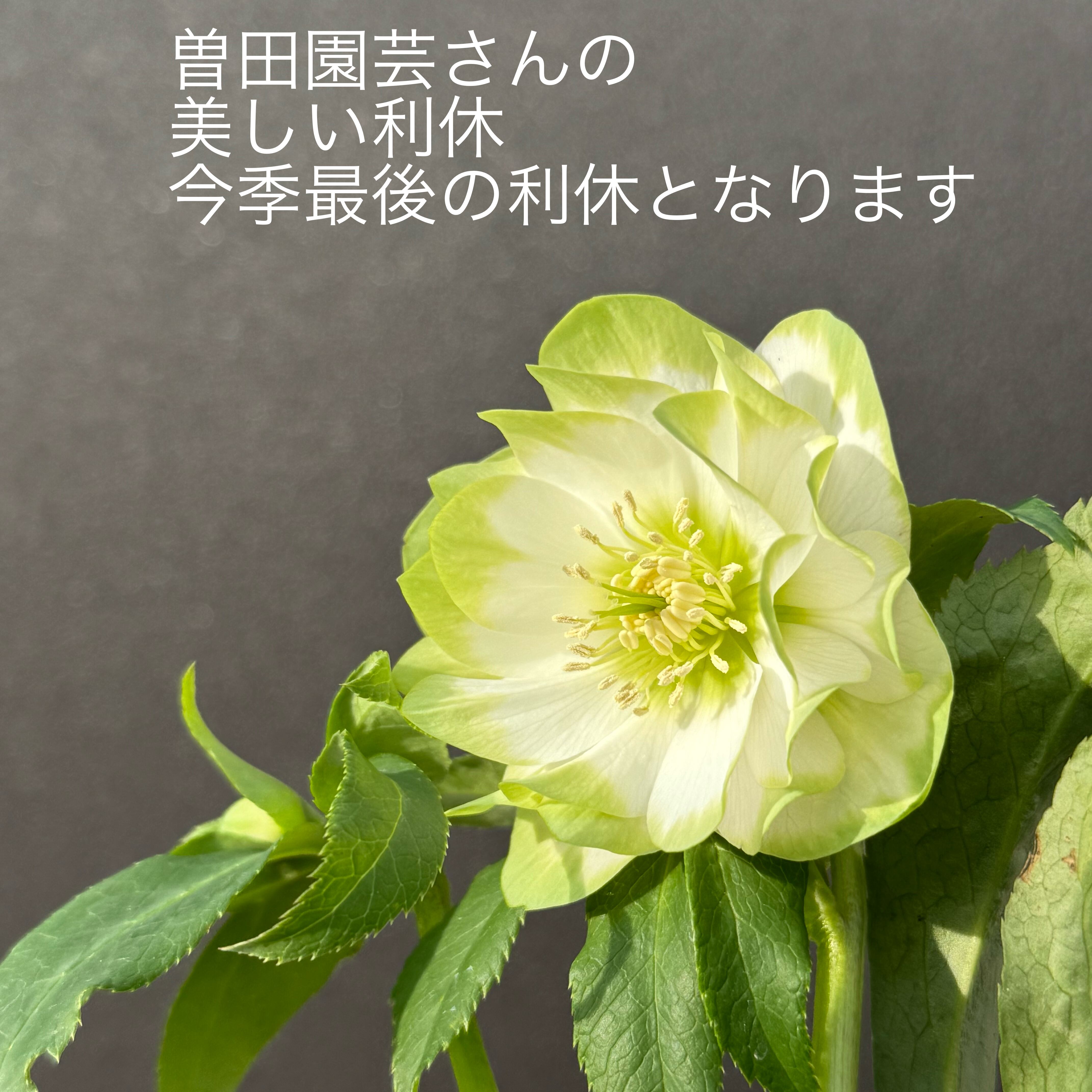 曽田園芸 | Maihana 曽田園芸 | Maihana