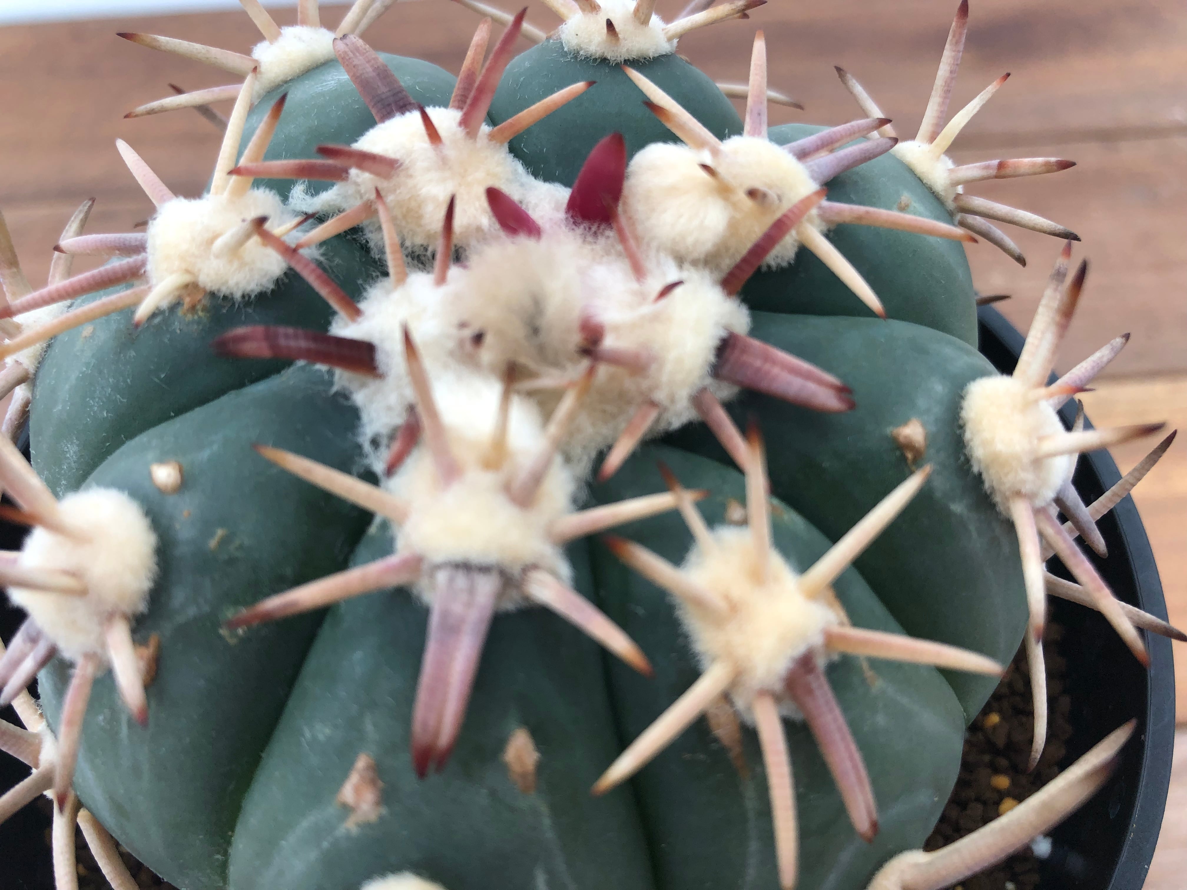 Echinocactus horizonthalonius　白刺翠平丸　サボテン | plants MARU ー 多肉植物・サボテン・園芸グッズのお店  ー powered by BASE