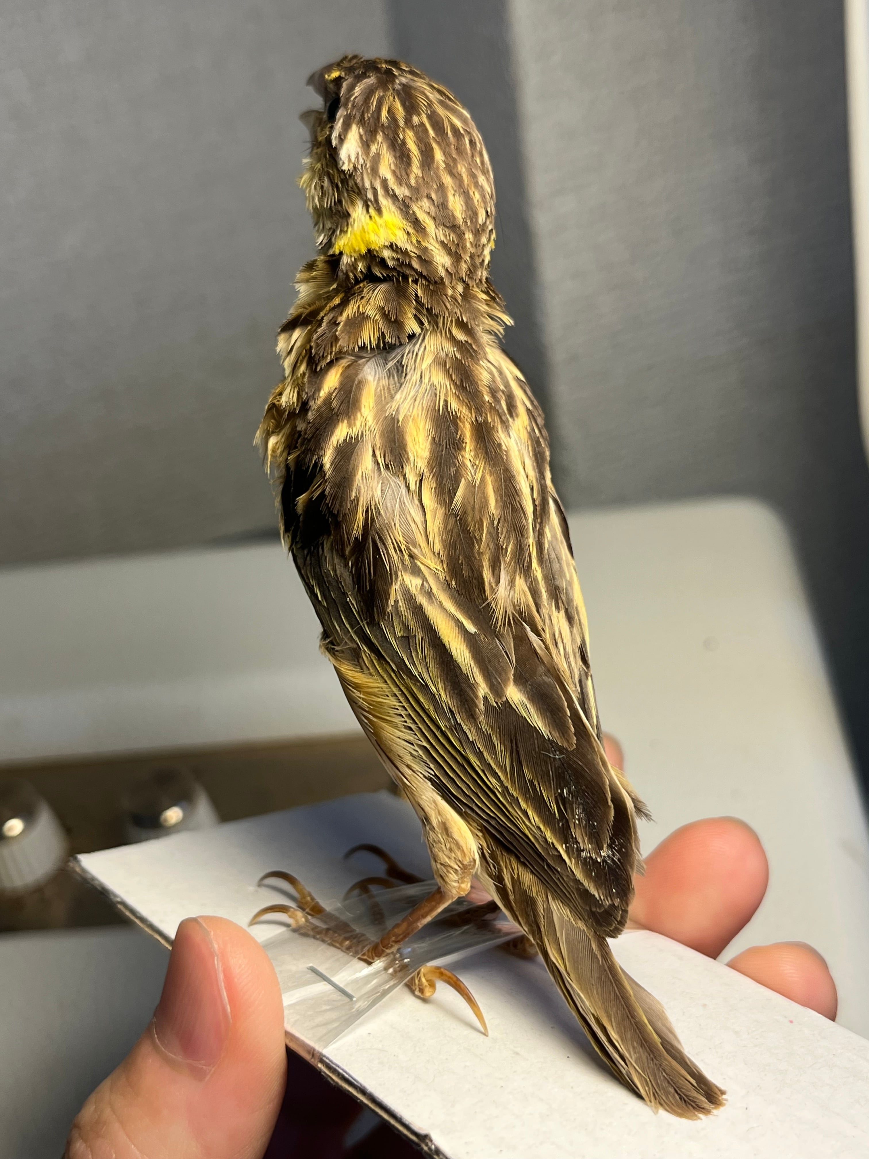 鳥剥製】コウヨウジャク 標本 streaked weaver (Ploceus manyar) 野鳥